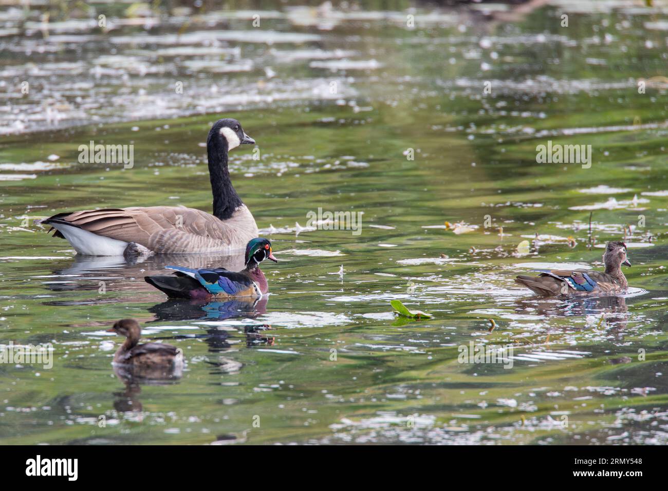 Canada goose vs woods discount