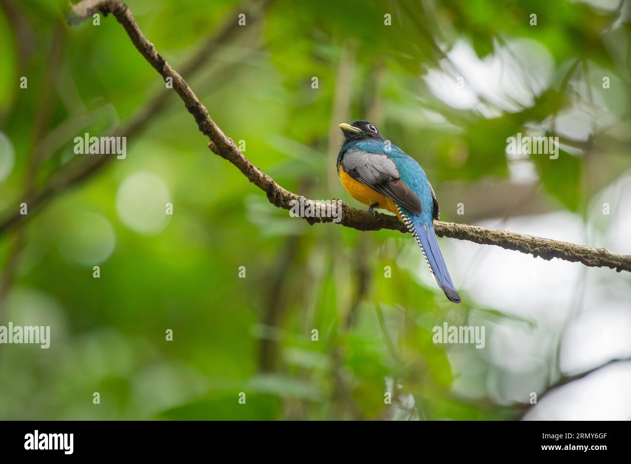 Violaceous trogon with blue back, yellow belly and black head in his