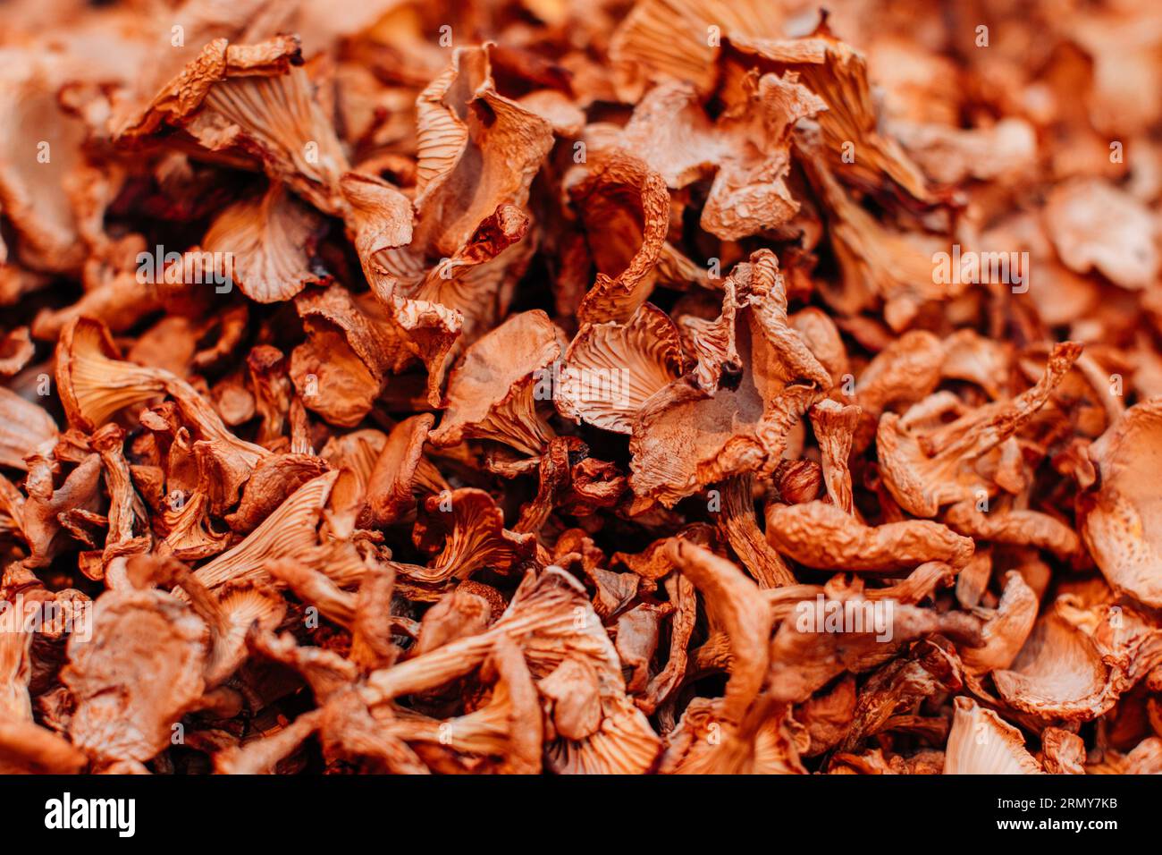 Organic background of dried beige chanterelle mushrooms. Harvest and