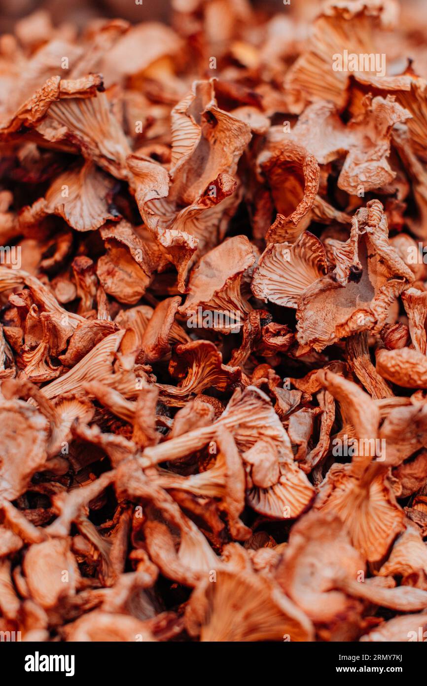 Natural background of dried beige chanterelle mushrooms. Harvest and