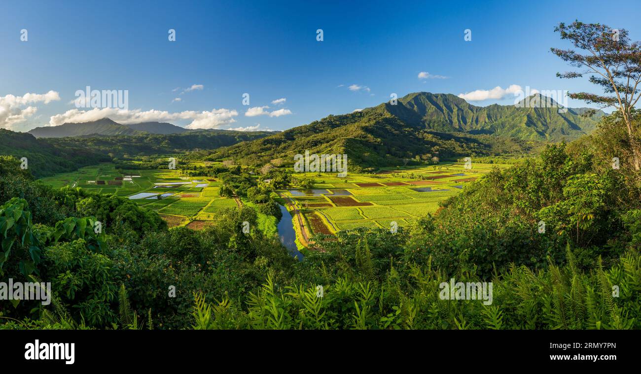 Broad panorama of an early morning view over the Hanalei valley and wildlife refuge from the Princeville overlook Stock Photo