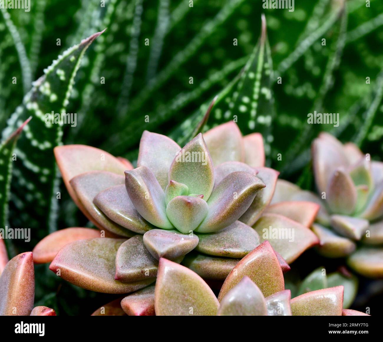 A vibrant green garden filled with a variety of succulent plants Stock Photo