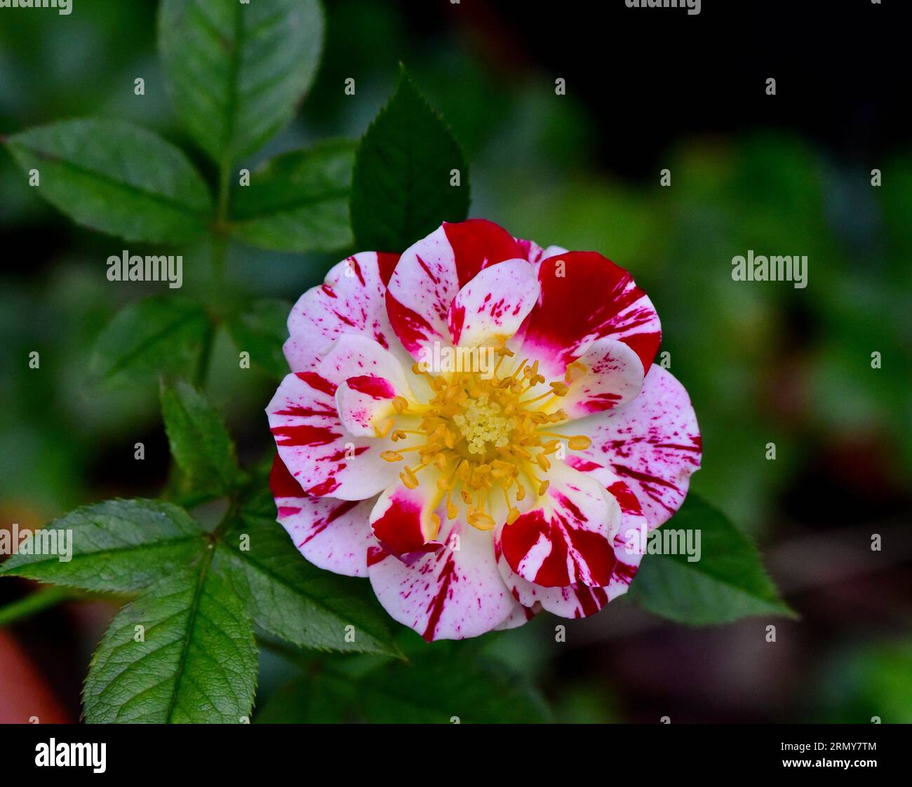 Miniature rose plant hi-res stock photography and images - Alamy