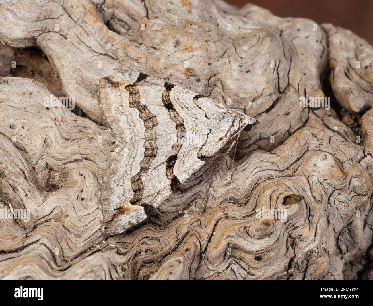 A treble-bar or St. John's wort inchworm moth, Aplocera plagiata, resting on a rotting tree stump. Stock Photo