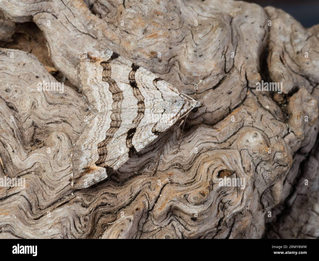 A treble-bar or St. John's wort inchworm moth, Aplocera plagiata, resting on a rotting tree stump. Stock Photo