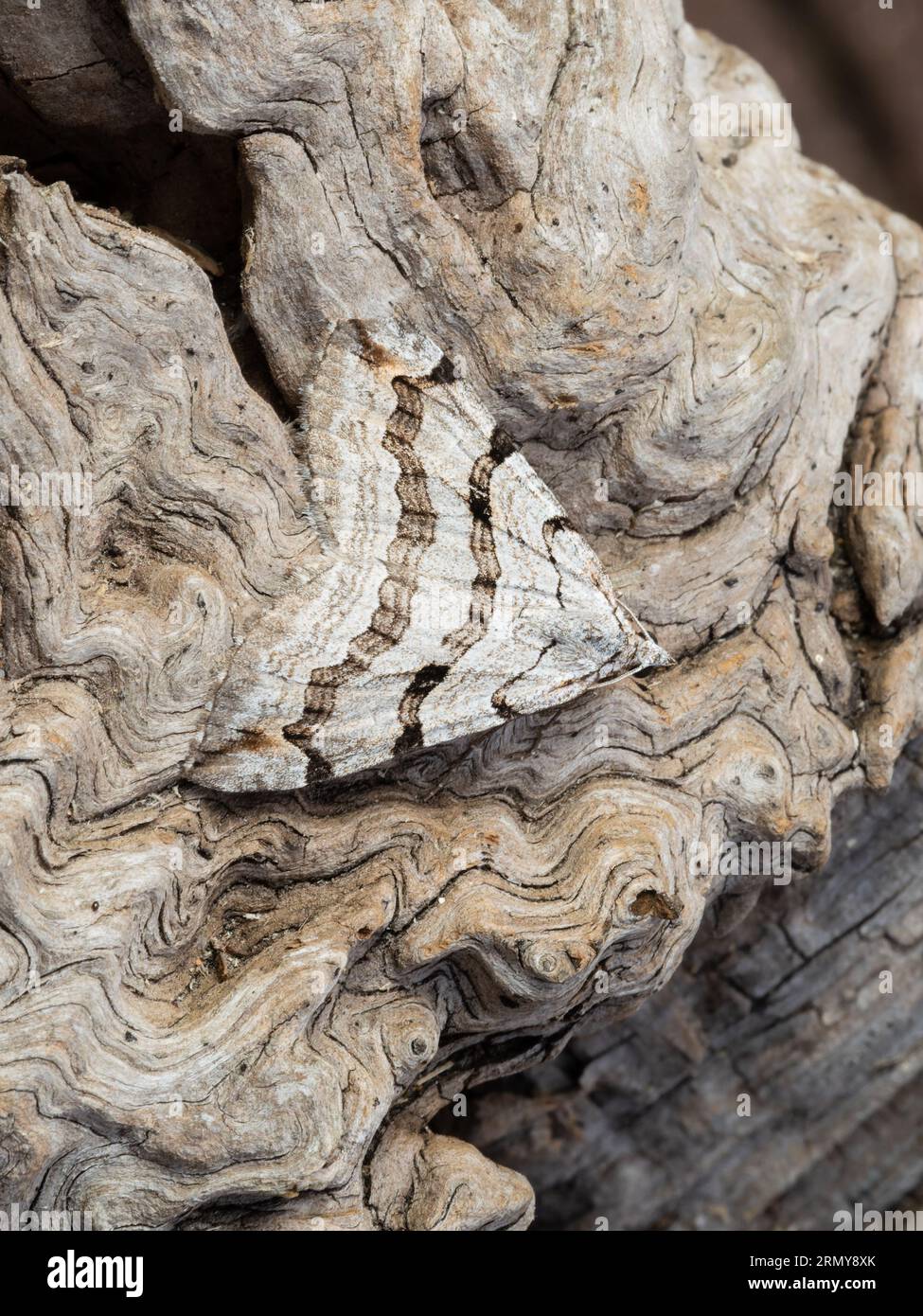 A treble-bar or St. John's wort inchworm moth, Aplocera plagiata, resting on a rotting tree stump. Stock Photo
