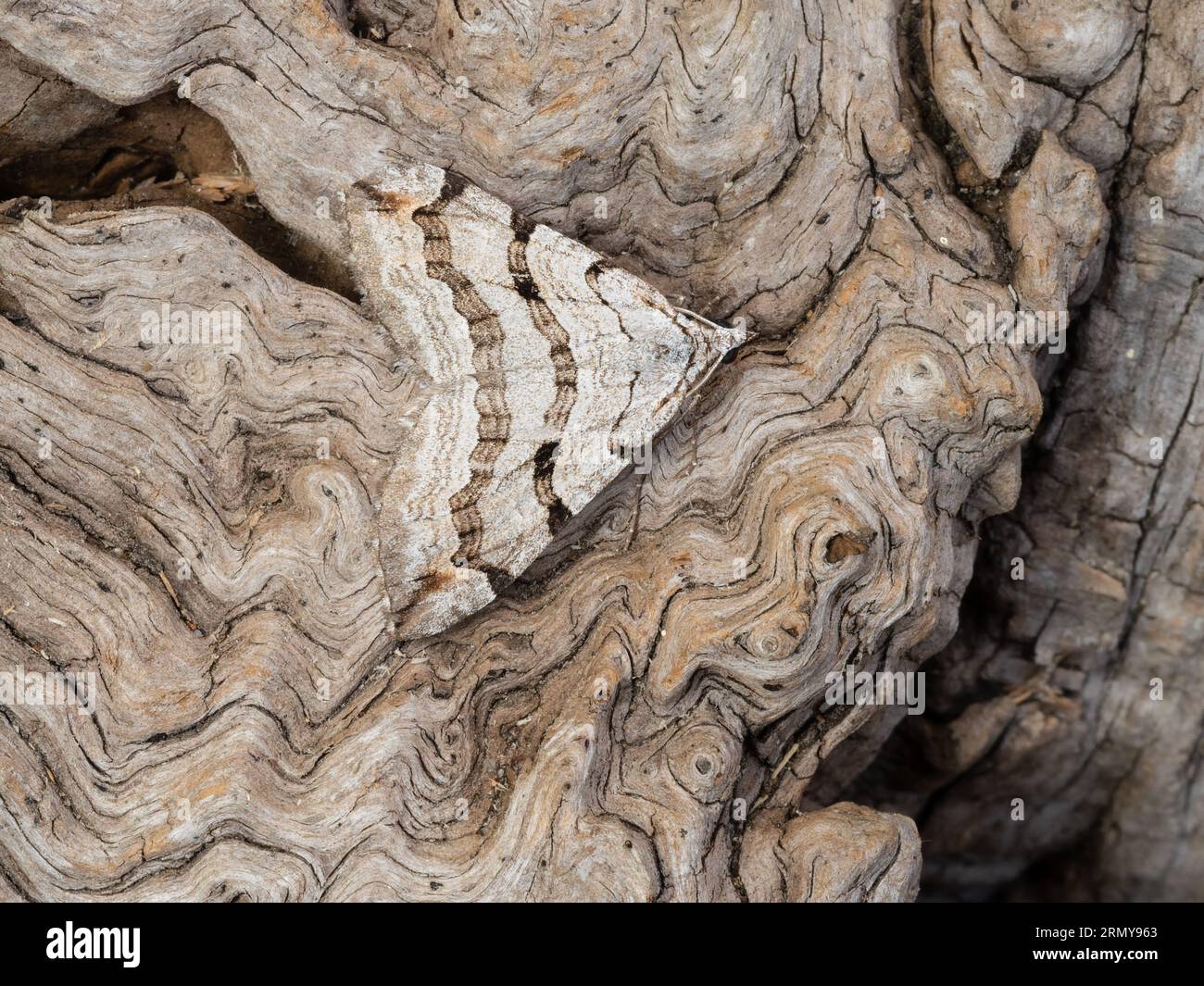 A treble-bar or St. John's wort inchworm moth, Aplocera plagiata, resting on a rotting tree stump. Stock Photo