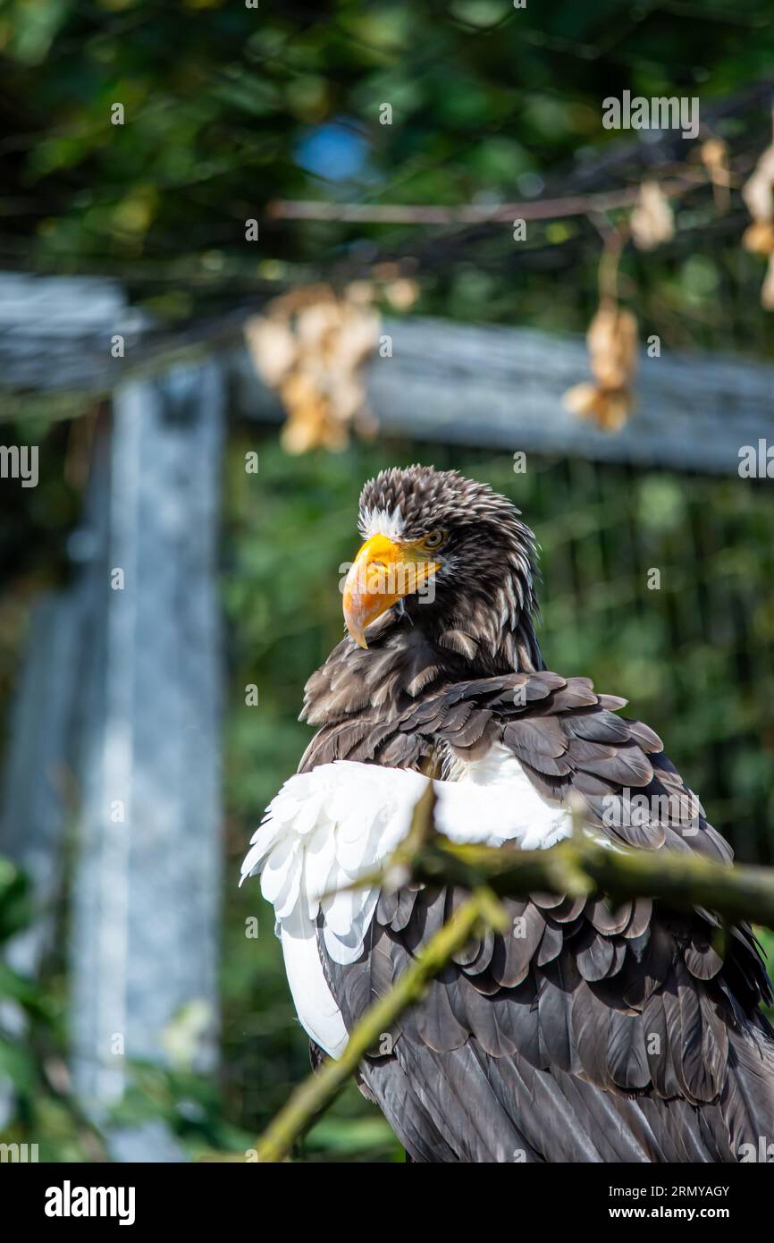 Eagle foto hi-res stock photography and images - Alamy