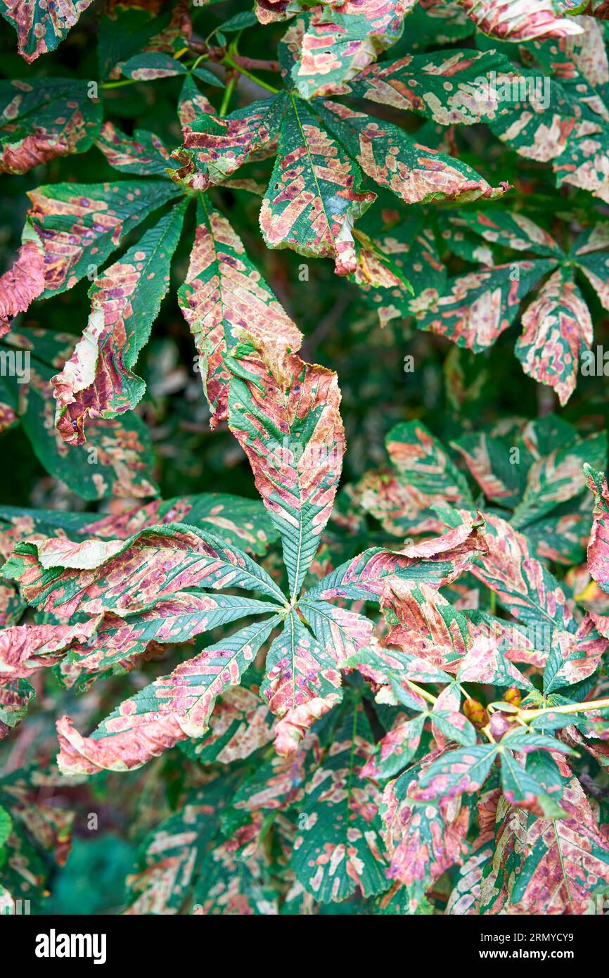 Horse chestnut tree leaves infected by the larvae of the moth Cameraria ohridella Stock Photo