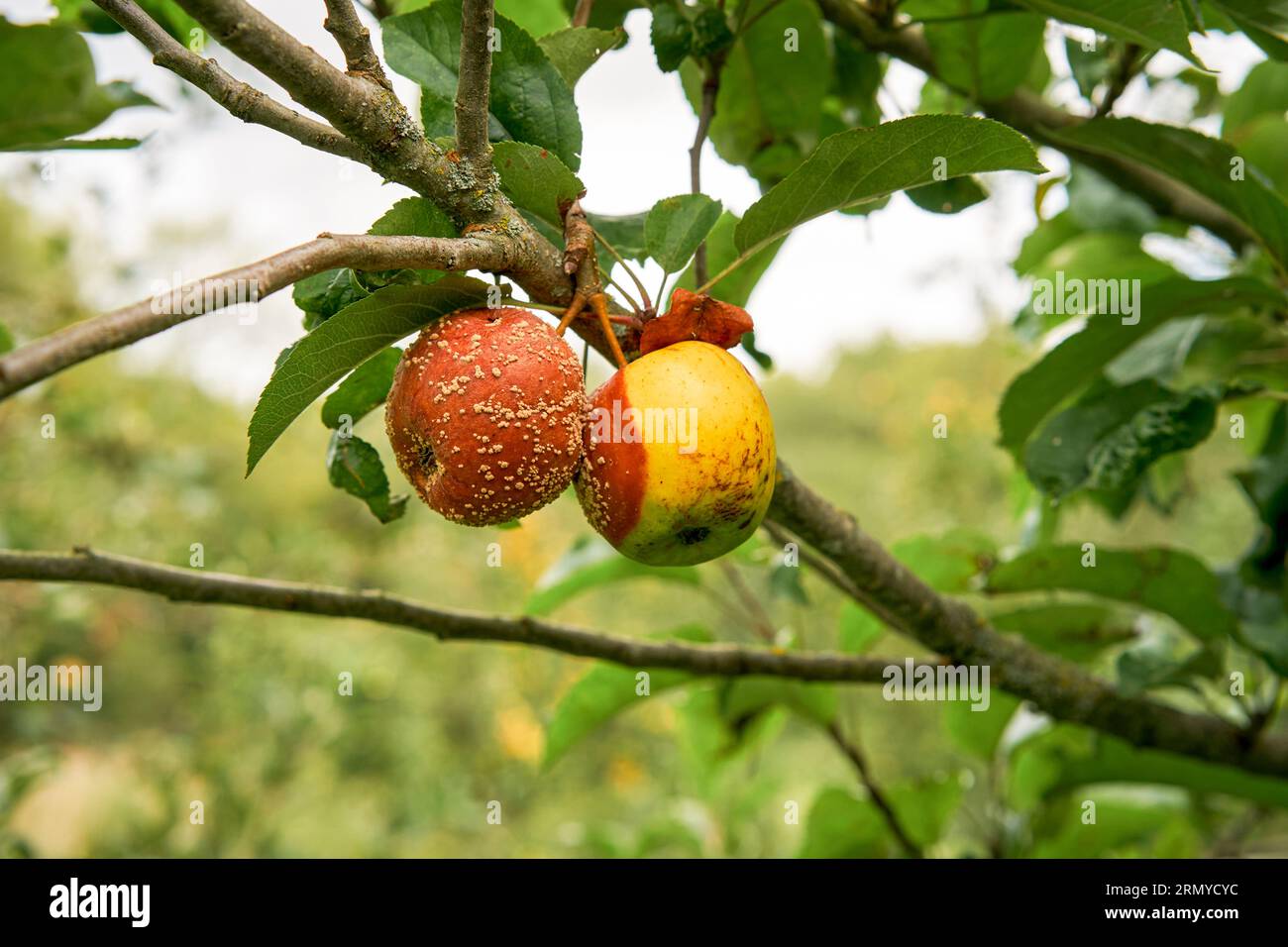 Brown rot Monilinia laxa fungal infection of apples Stock Photo