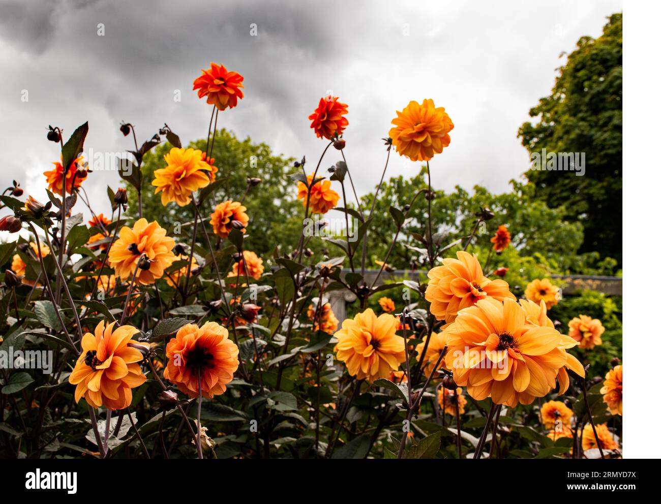 Dahlia's in bloom. Stock Photo