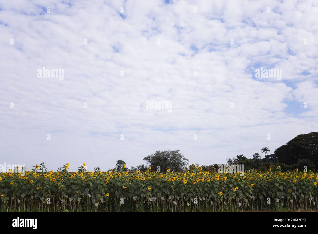Girasol de campo hi-res stock photography and images - Alamy