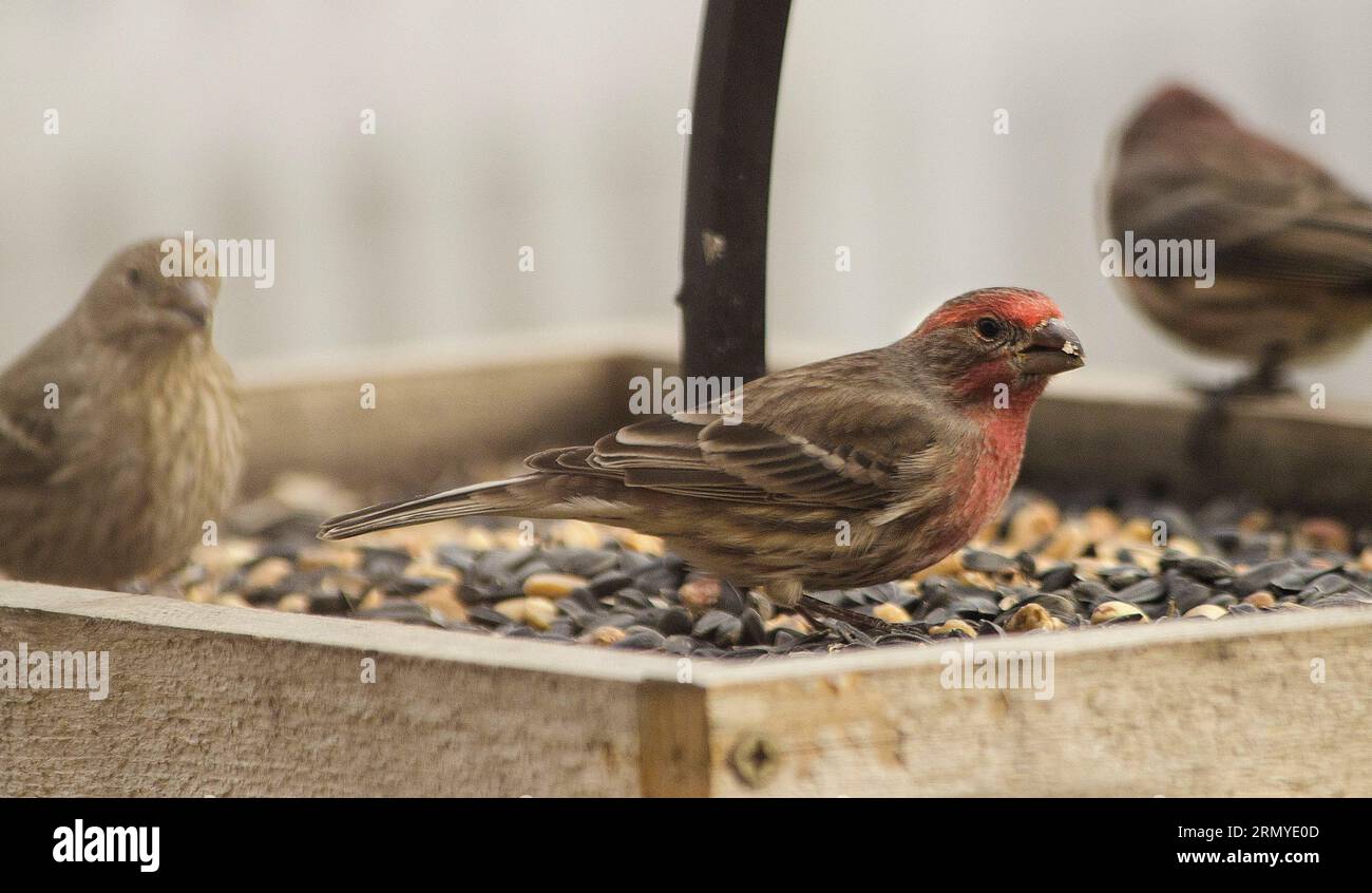close-up of male house finch on feeder Stock Photo