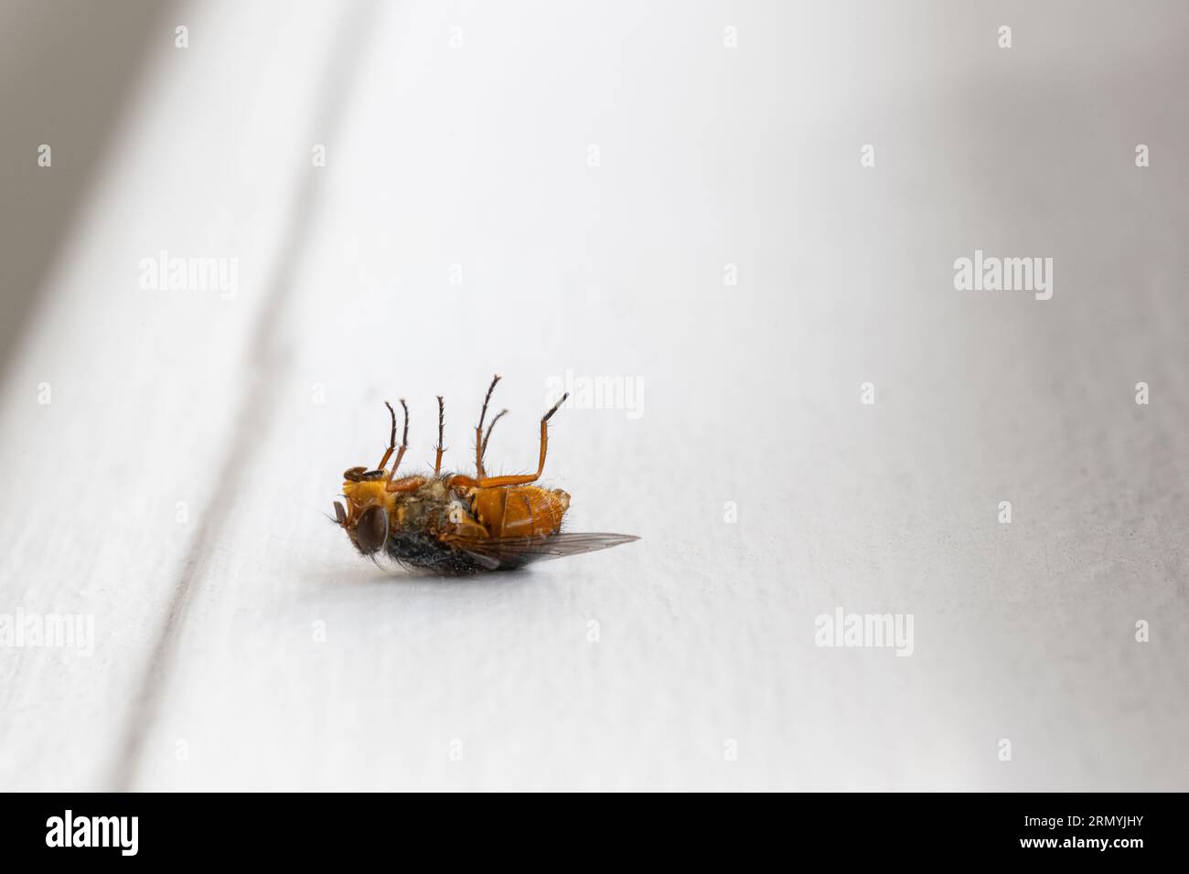 Fly with golden abdomen laying on her back on a white windowsill Stock Photo