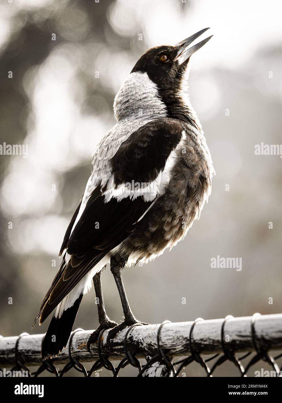 A young Australian magpie singing Stock Photo