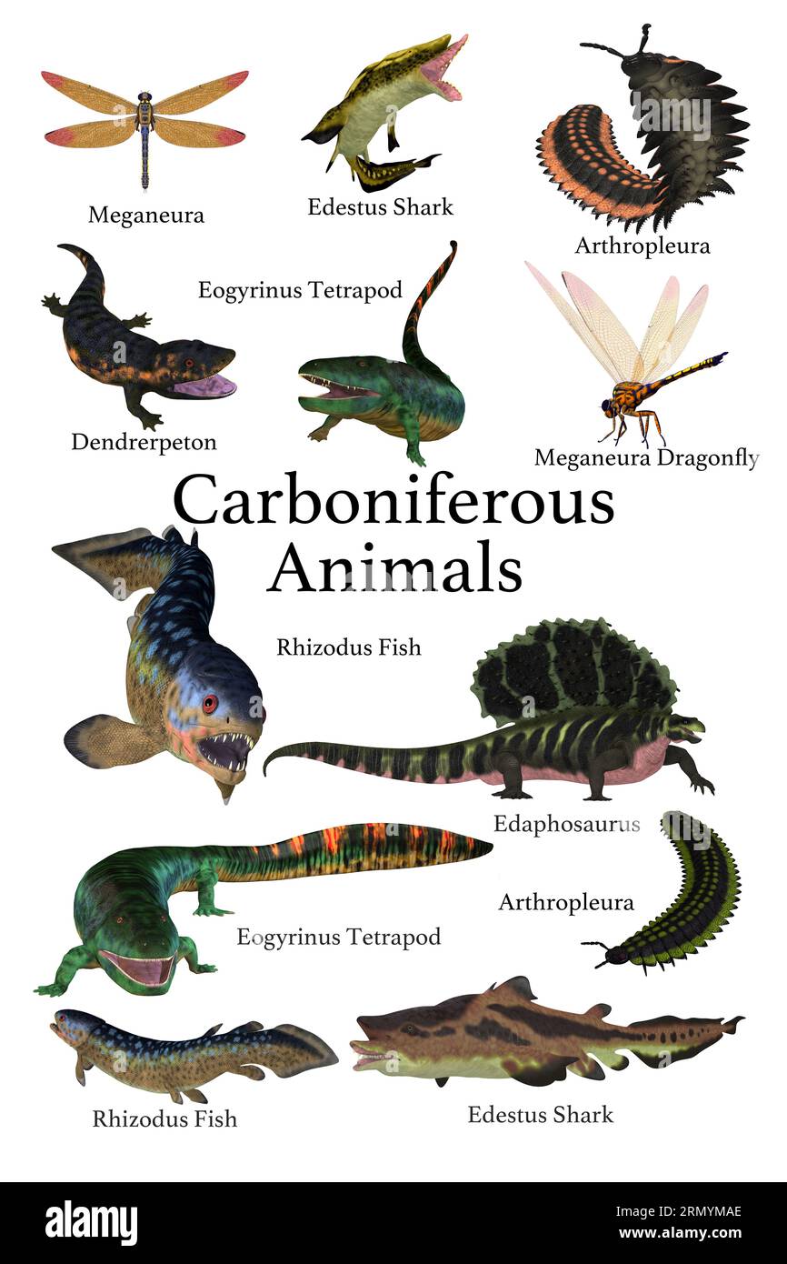 Paleozoic animals hi-res stock photography and images - Alamy