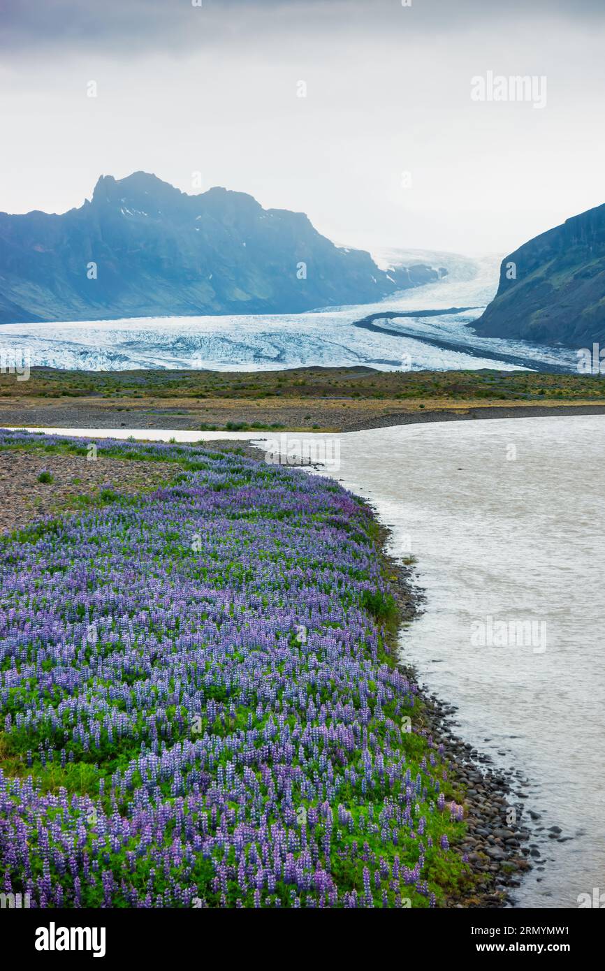 Lupin meadow at Skaftafell Glacier, Vatnajokull National Park in Iceland Stock Photo