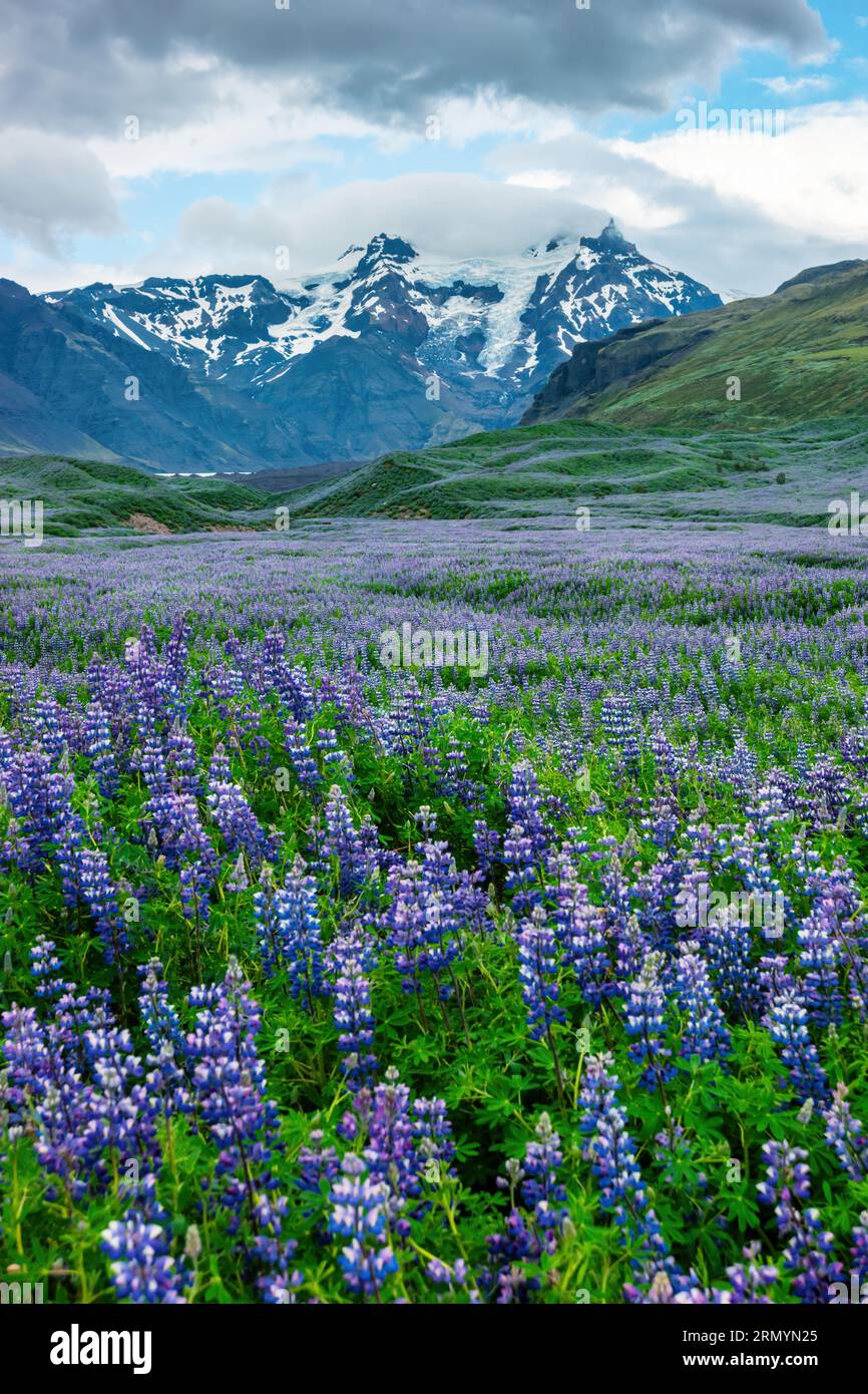 Lupin meadow at Skaftafell Glacier, Vatnajokull National Park in Iceland Stock Photo