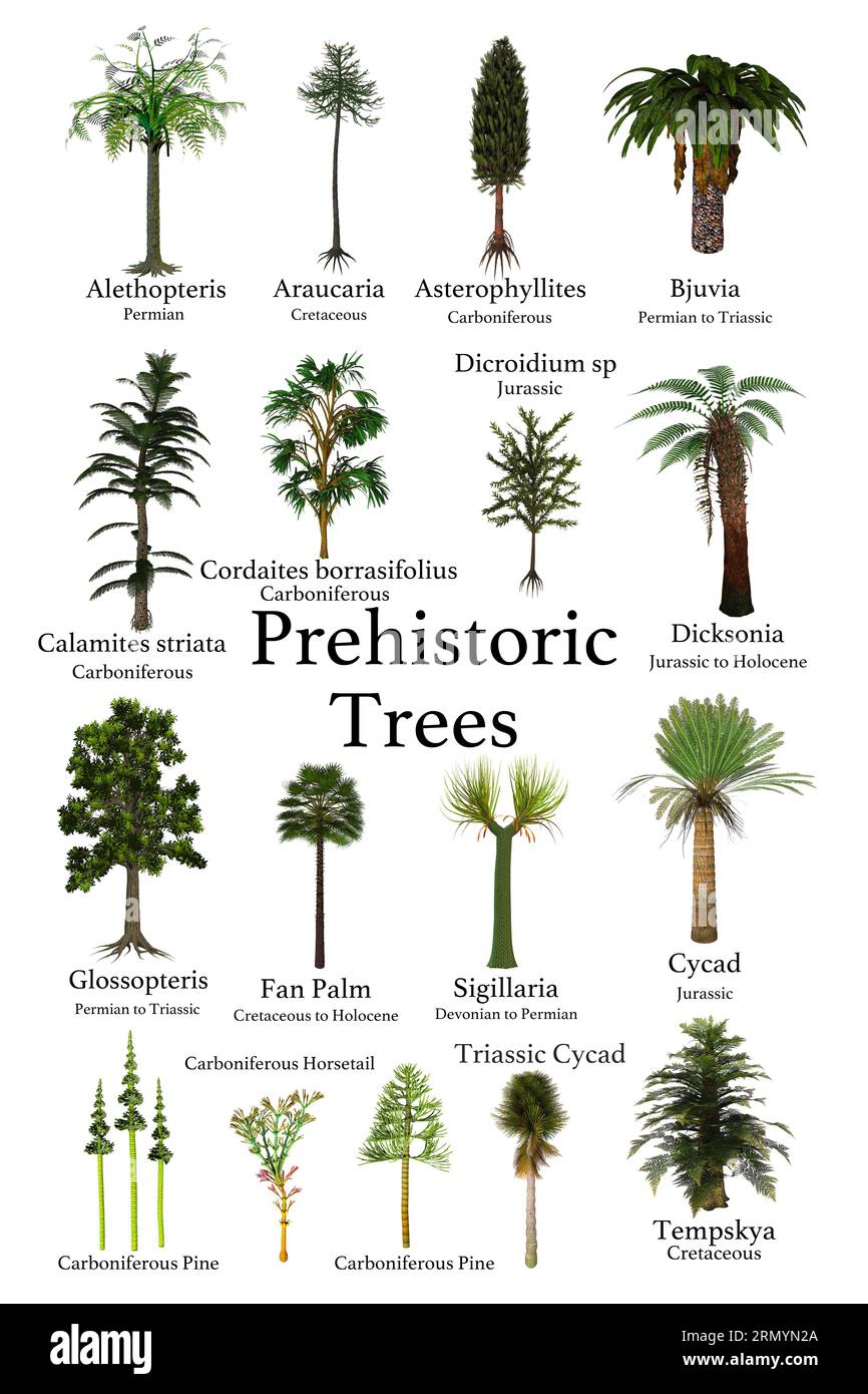 Prehistoric Trees - A collection of trees and cycads that lived during prehistoric periods of Earth's history. Stock Photo