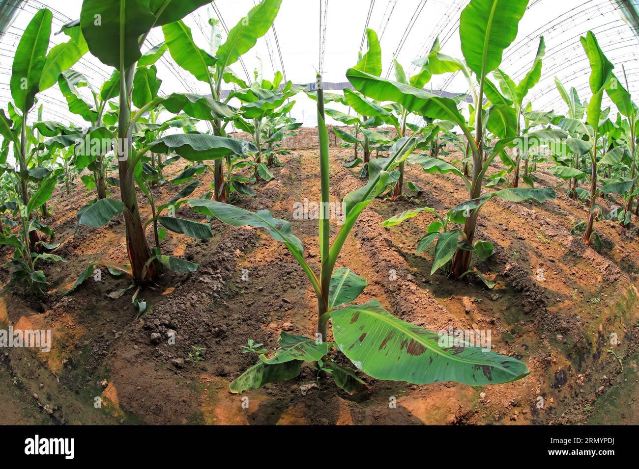 banana trees in greenhouses, North China Stock Photo Alamy