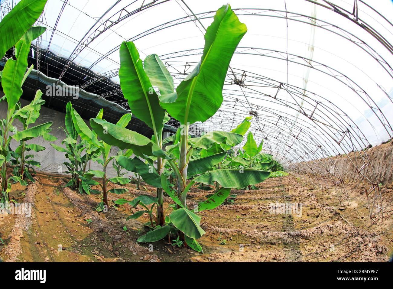 banana trees in greenhouses, North China Stock Photo Alamy