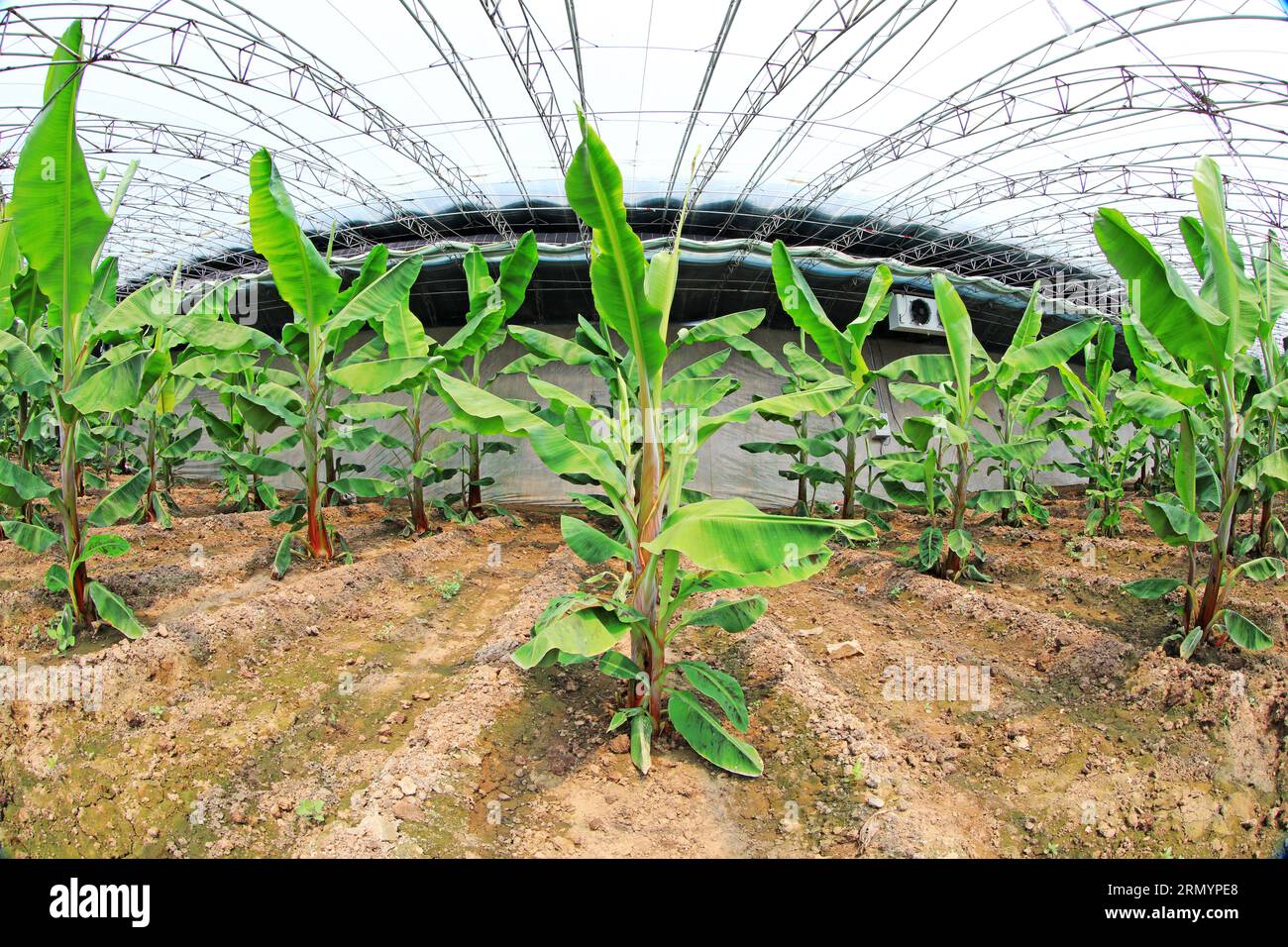 banana trees in greenhouses, North China Stock Photo Alamy