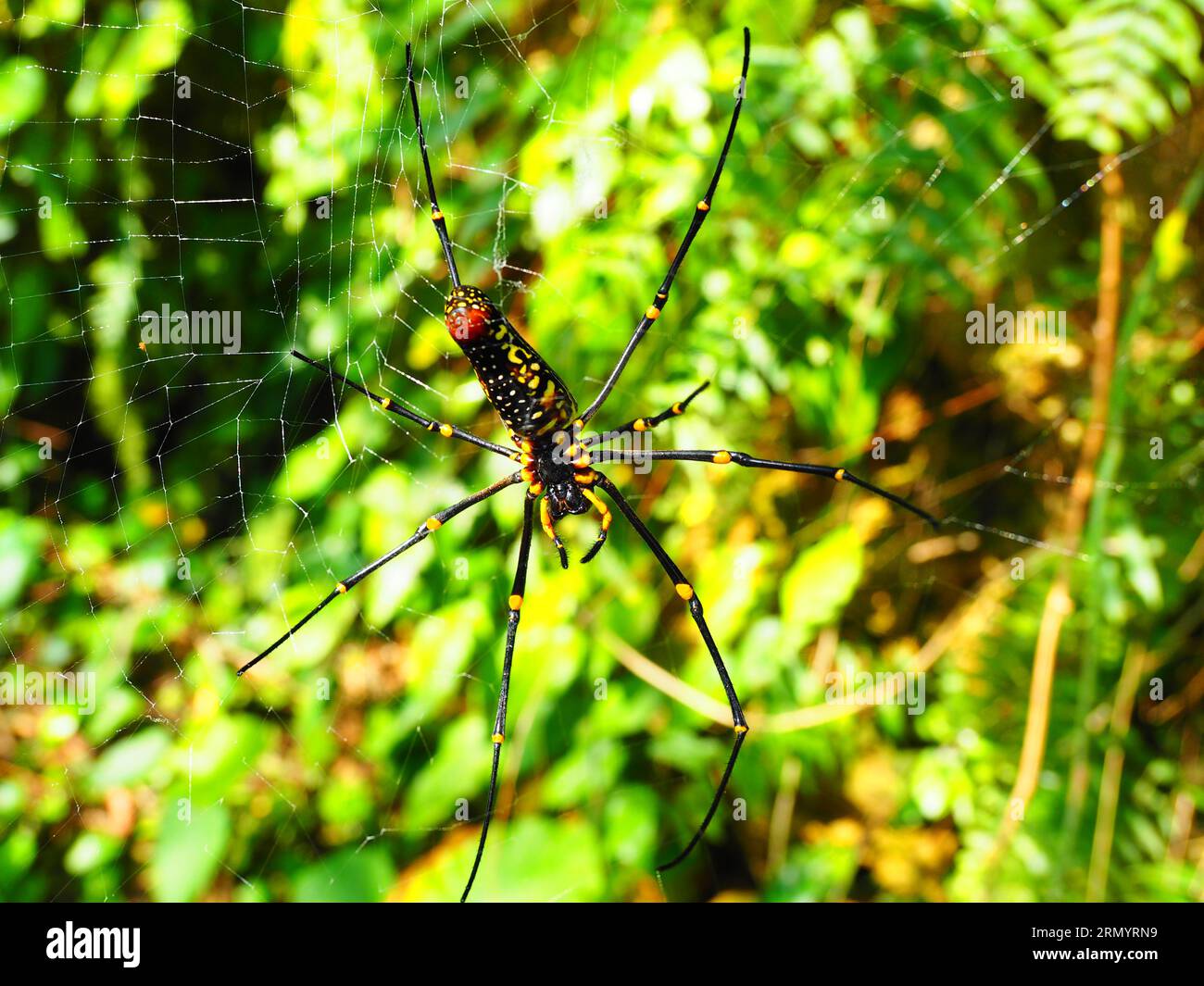 Spider, South East Asia Stock Photo - Alamy