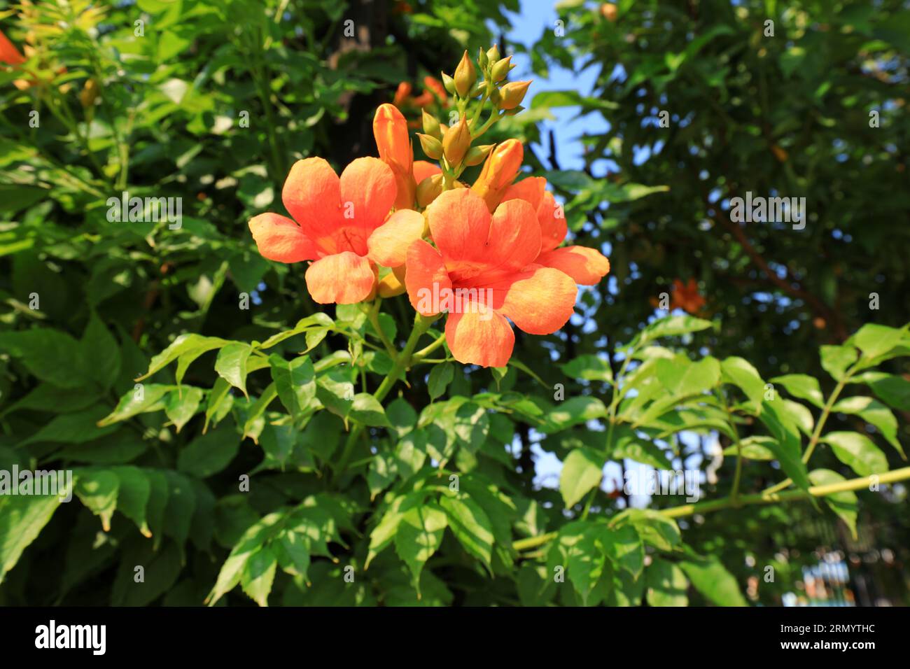 Chinese trumpet creeper blossoms in parks, North China Stock Photo Alamy