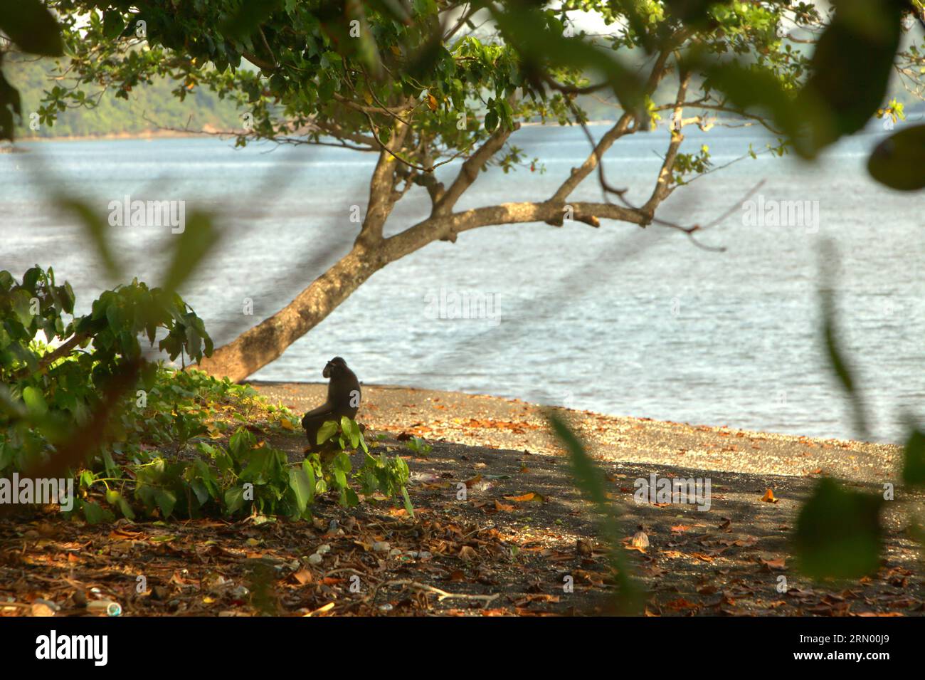 Primate home range hires stock photography and images Alamy