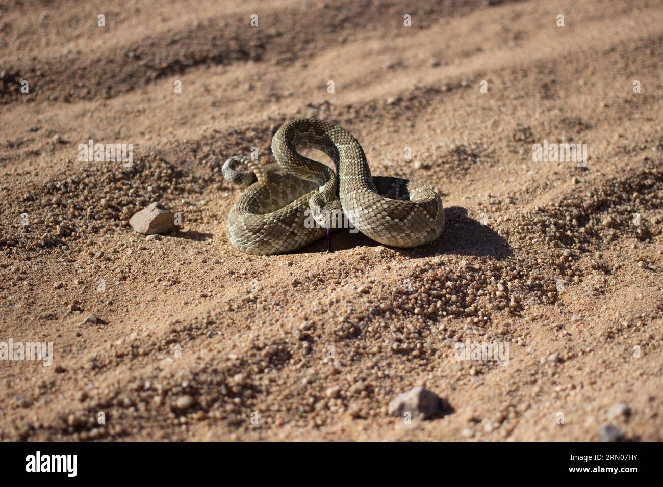 Mojave Rattlesnake (C. Scutulatus) California Stock Photo - Alamy