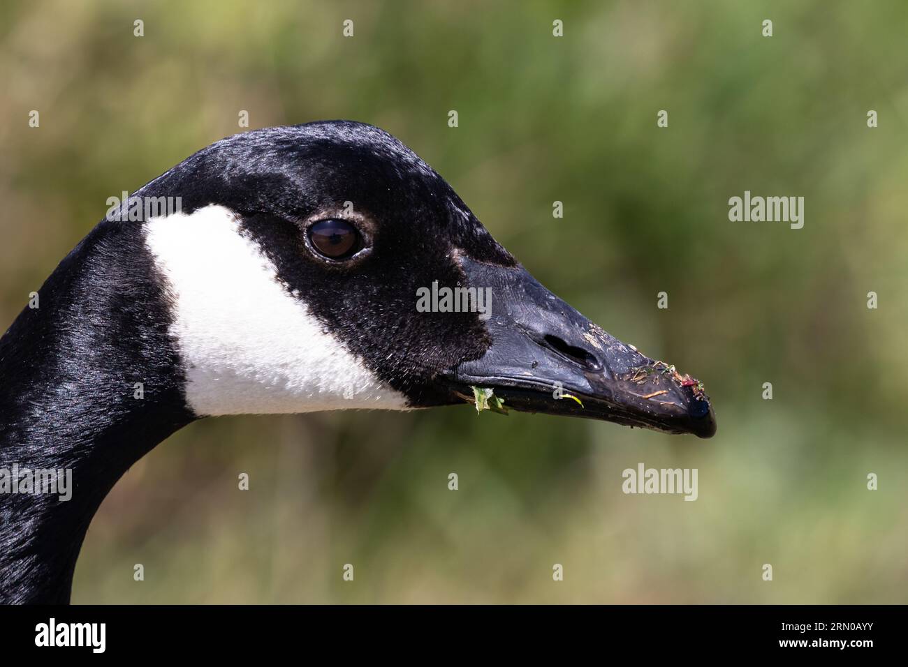 Black canadian goose hi-res stock photography and images - Alamy