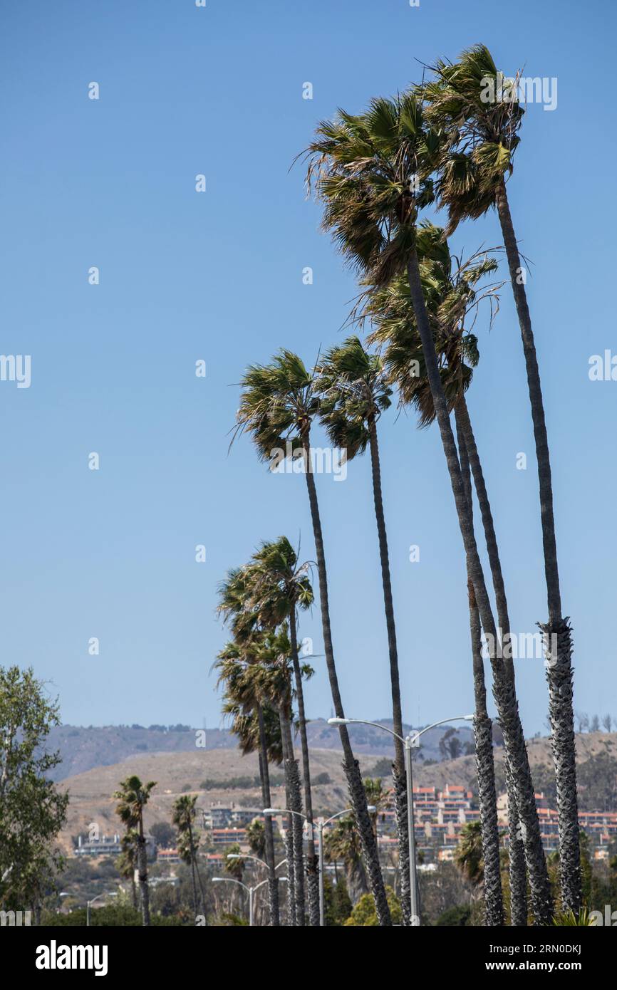 Afternoon sun shines on beautiful palm trees at Ventura Beach in downtown Ventura, California, USA. Stock Photo