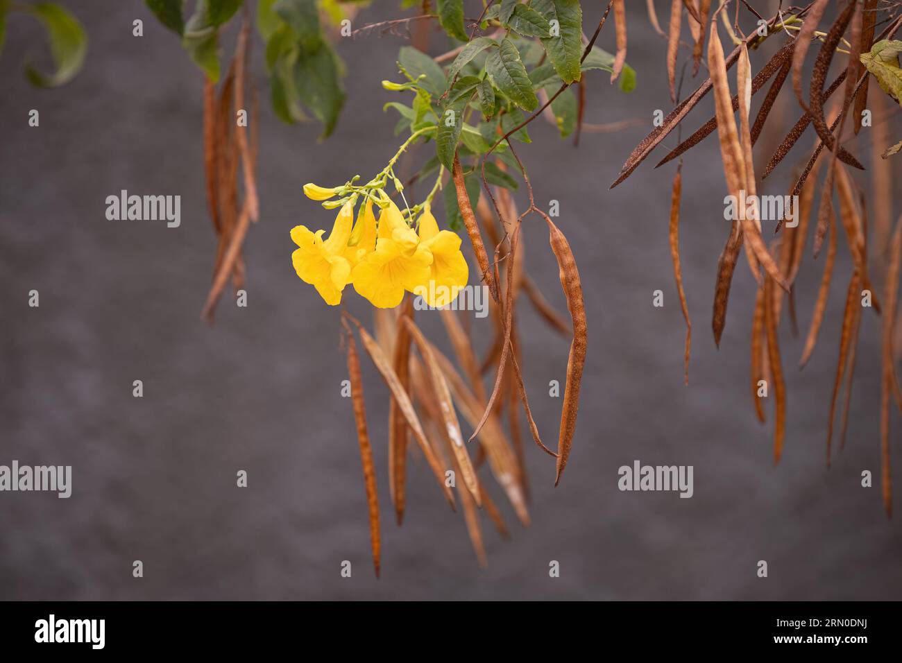 Yellow Trumpet Flower Tree of the species Tecoma stans Stock Photo