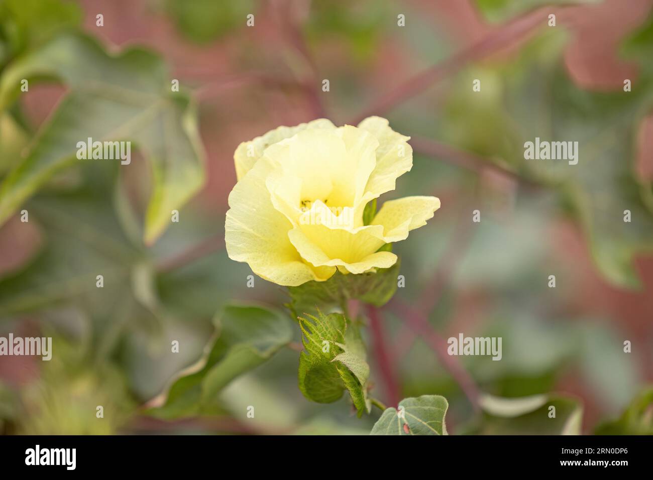 Upland Cotton Plant of the species Gossypium hirsutum Stock Photo Alamy