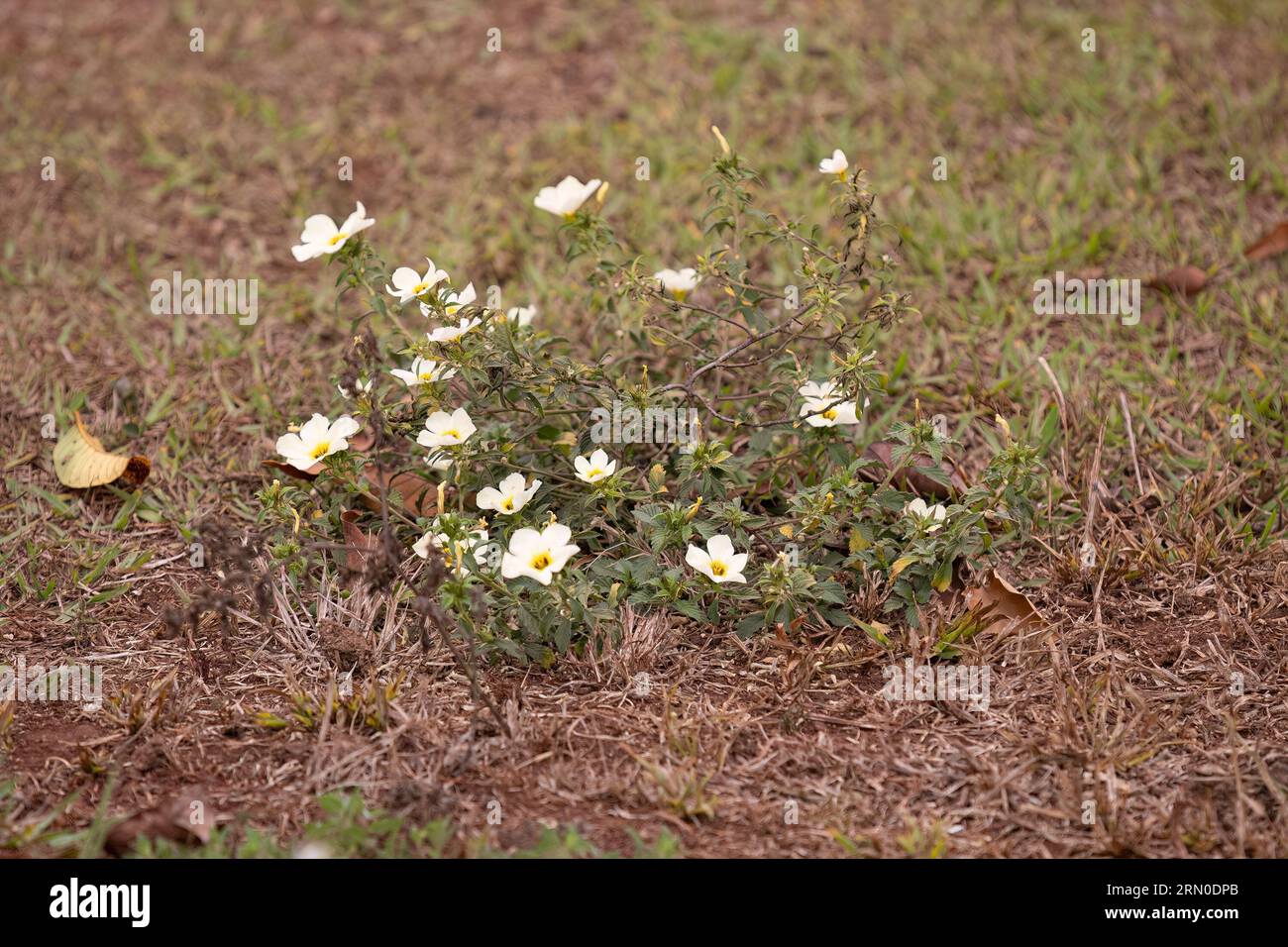 Cuban Buttercup Flowering Plant of the species Turnera subulata Stock Photo