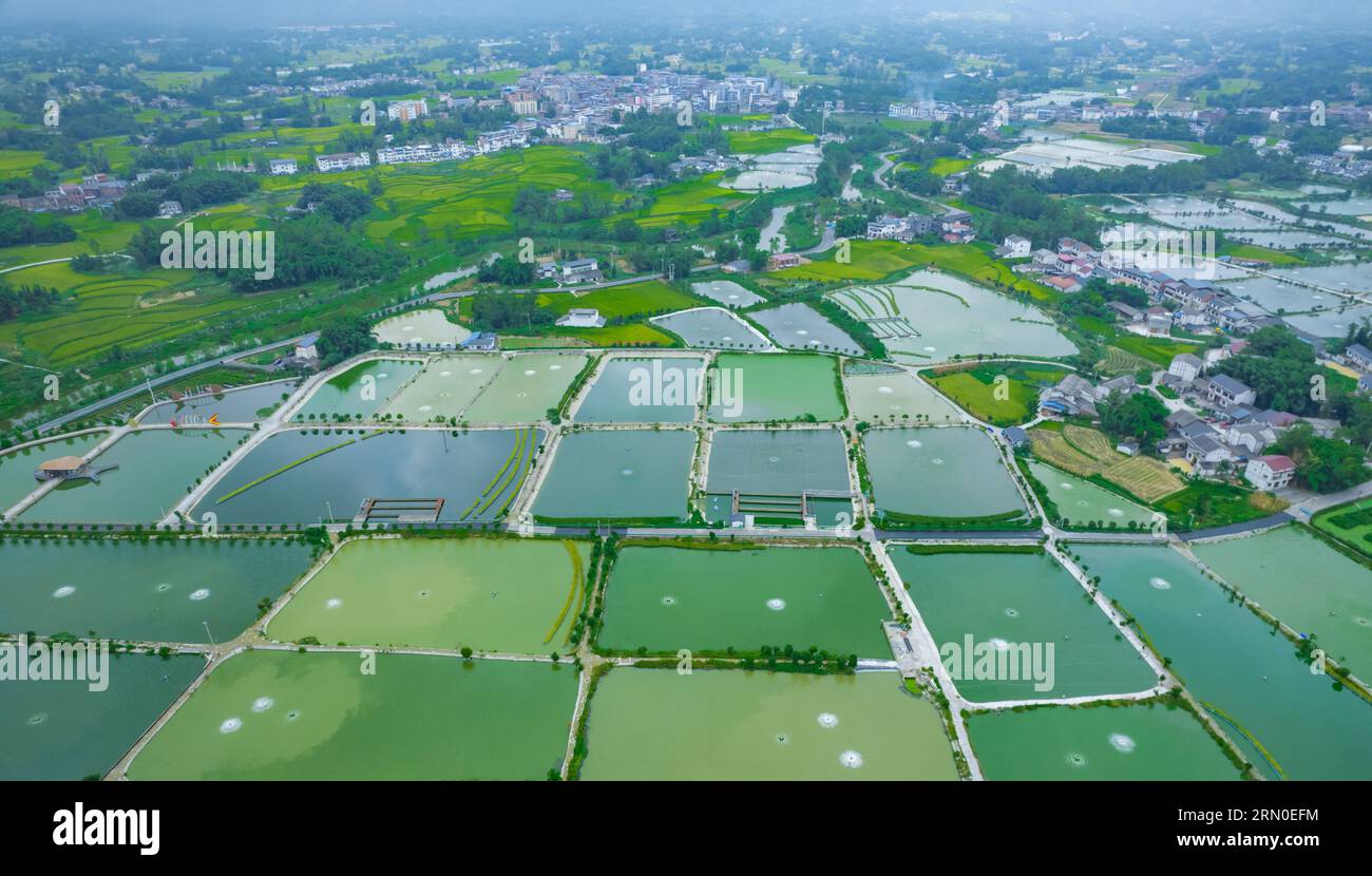 CHONGQING, CHINA - AUGUST 12, 2023 - Aerial photo shows fish ponds ...