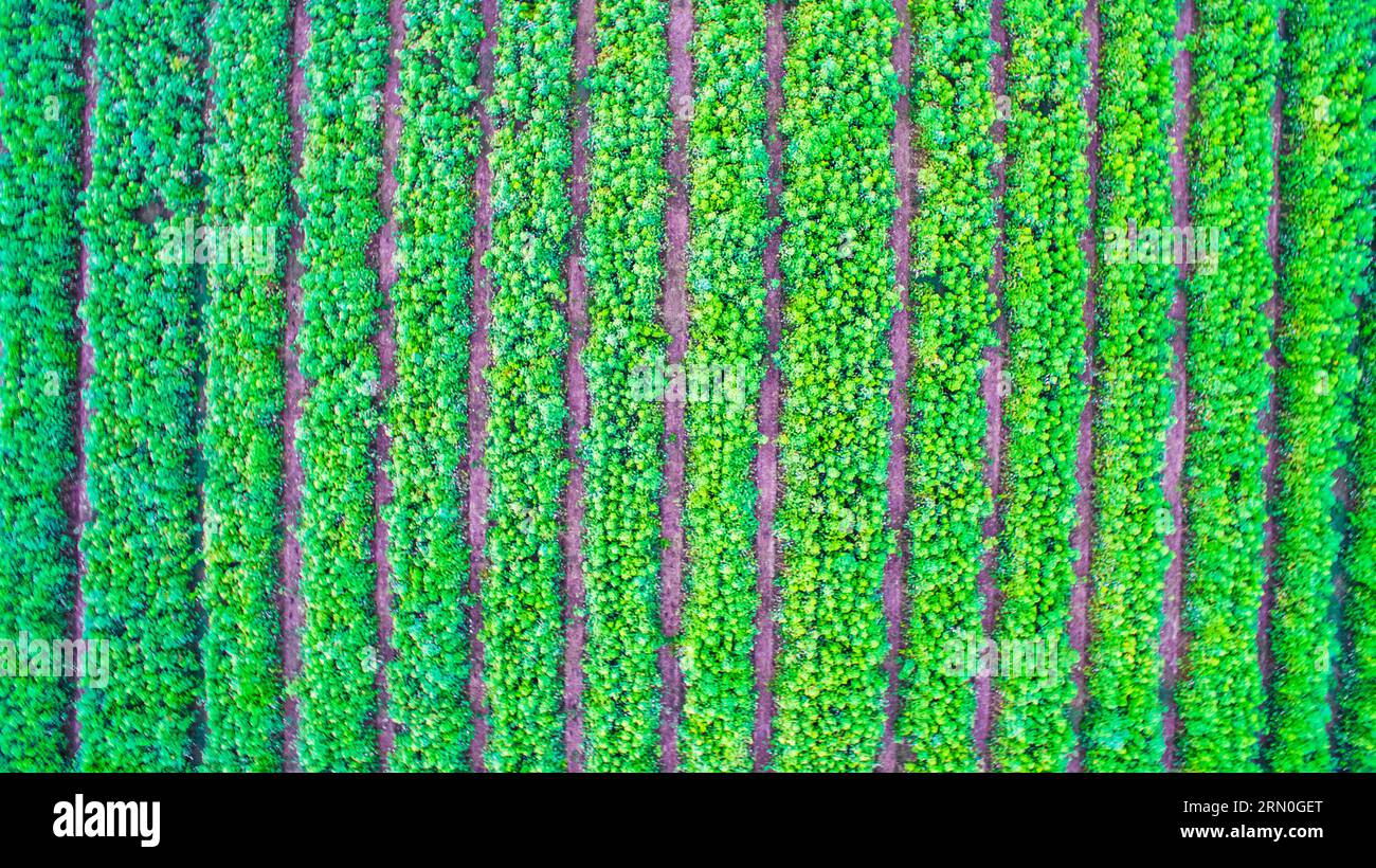 Areal view of the Cotton field Stock Photo Alamy