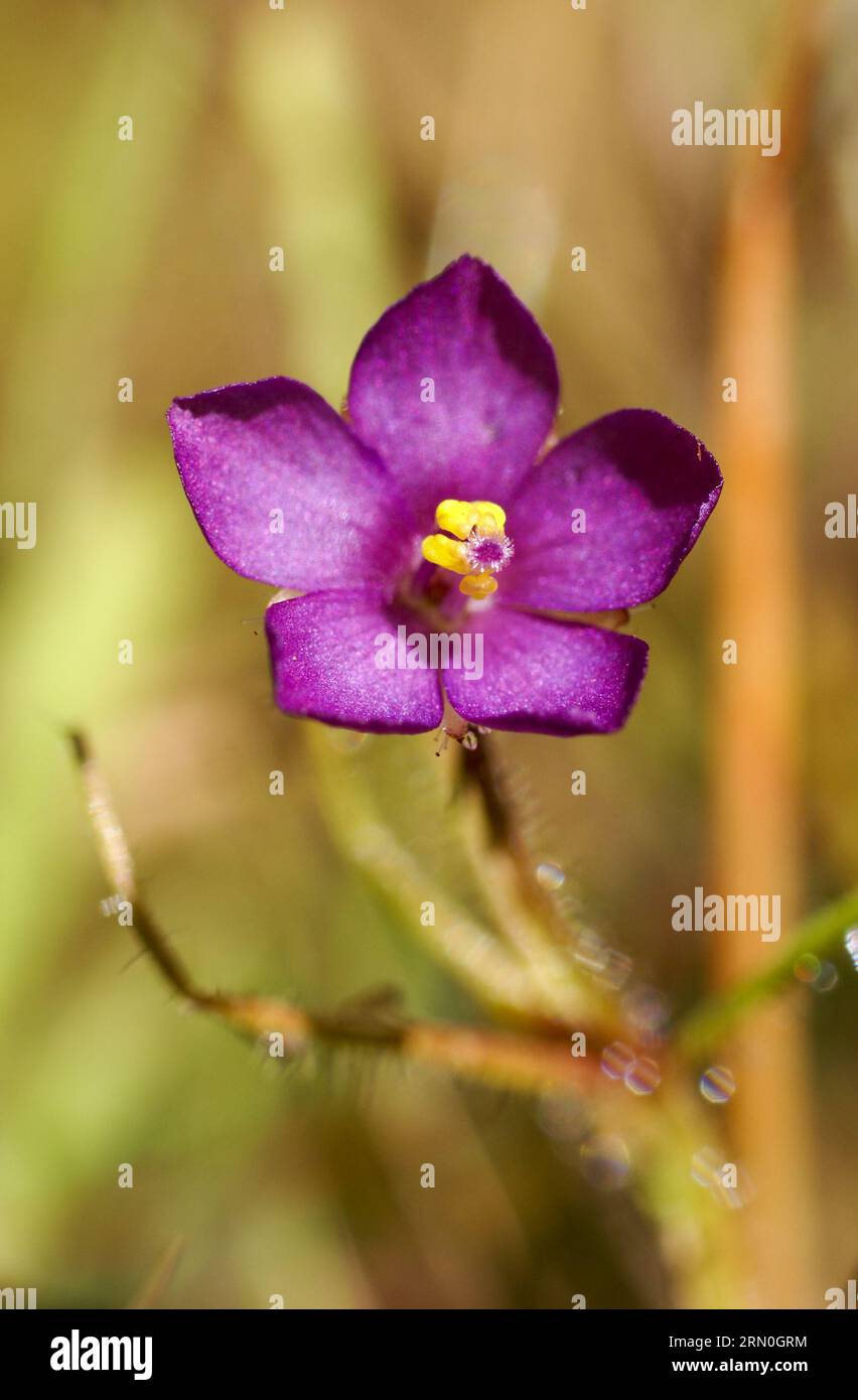 Flower of the carnivorous rainbow plant Byblis aquatica, Northern Territory, Australia Stock Photo