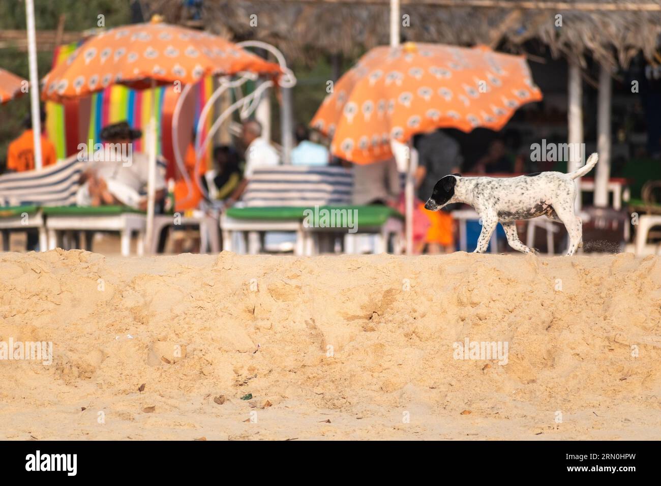 Calangute, Goa, India - January 2023: A puppy dog walking on a beach with colorful shacks in Goa. Stock Photo