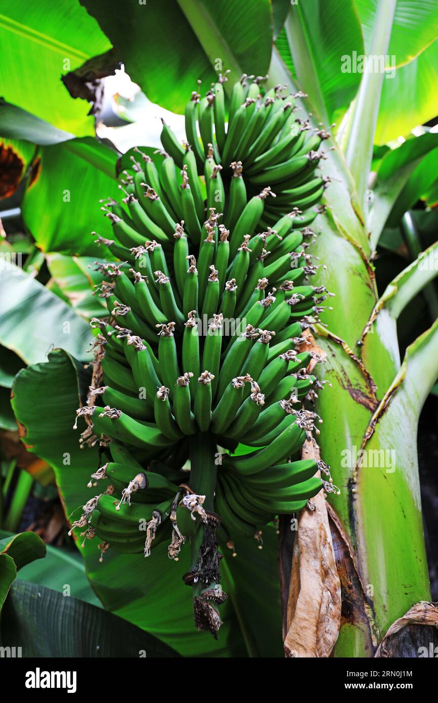 Immature bananas grow on trees Stock Photo - Alamy