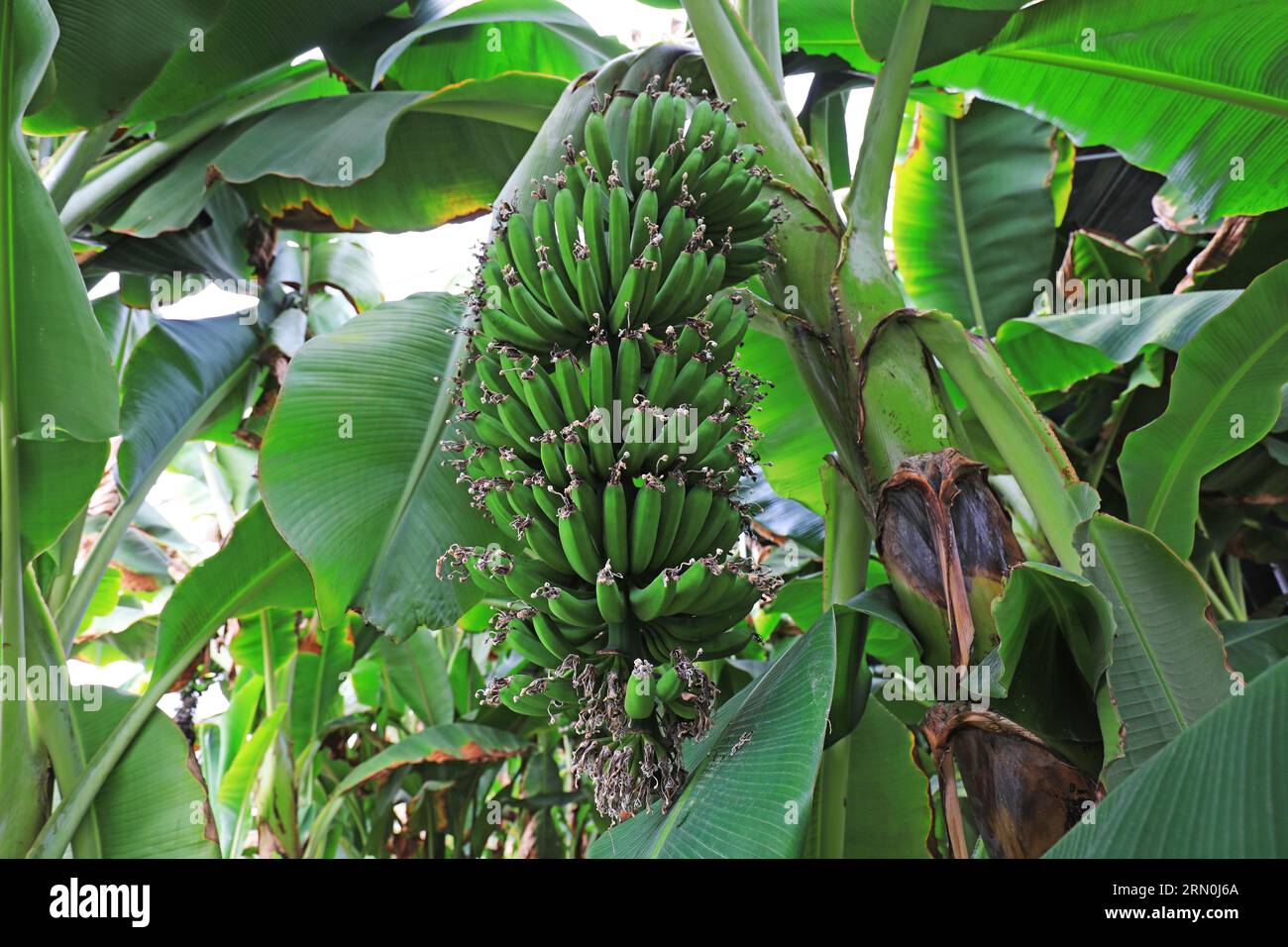 Bananas grow on trees hi-res stock photography and images - Alamy