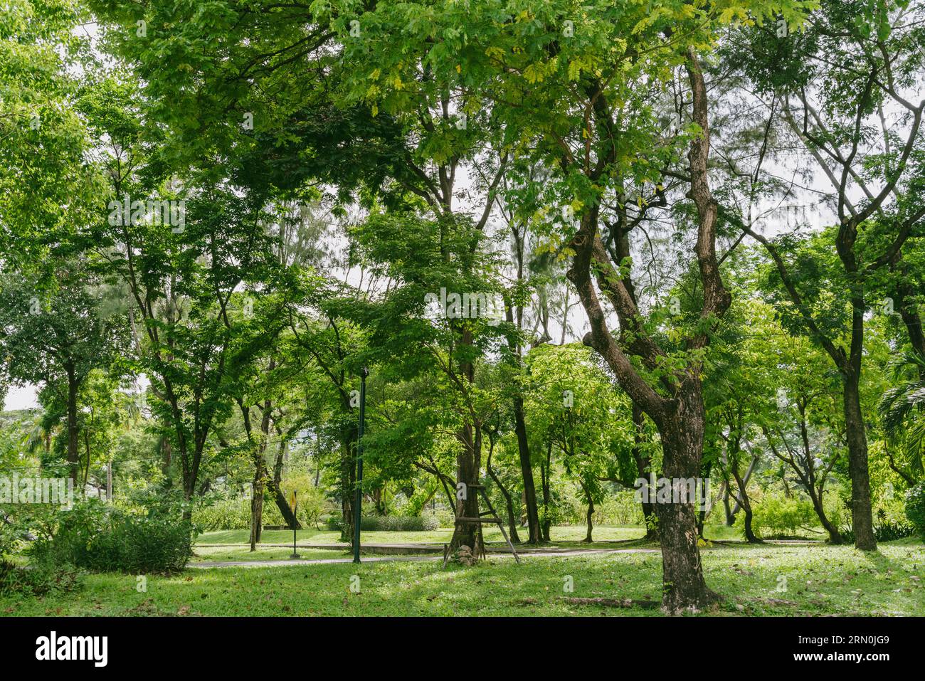 Benchakitti Forest Park green forest in Bangkok, Thailand Stock Photo