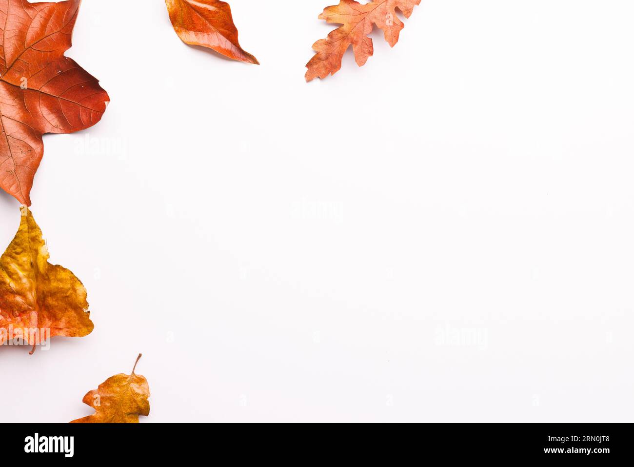 Autumn leaves with copy space on white background Stock Photo - Alamy