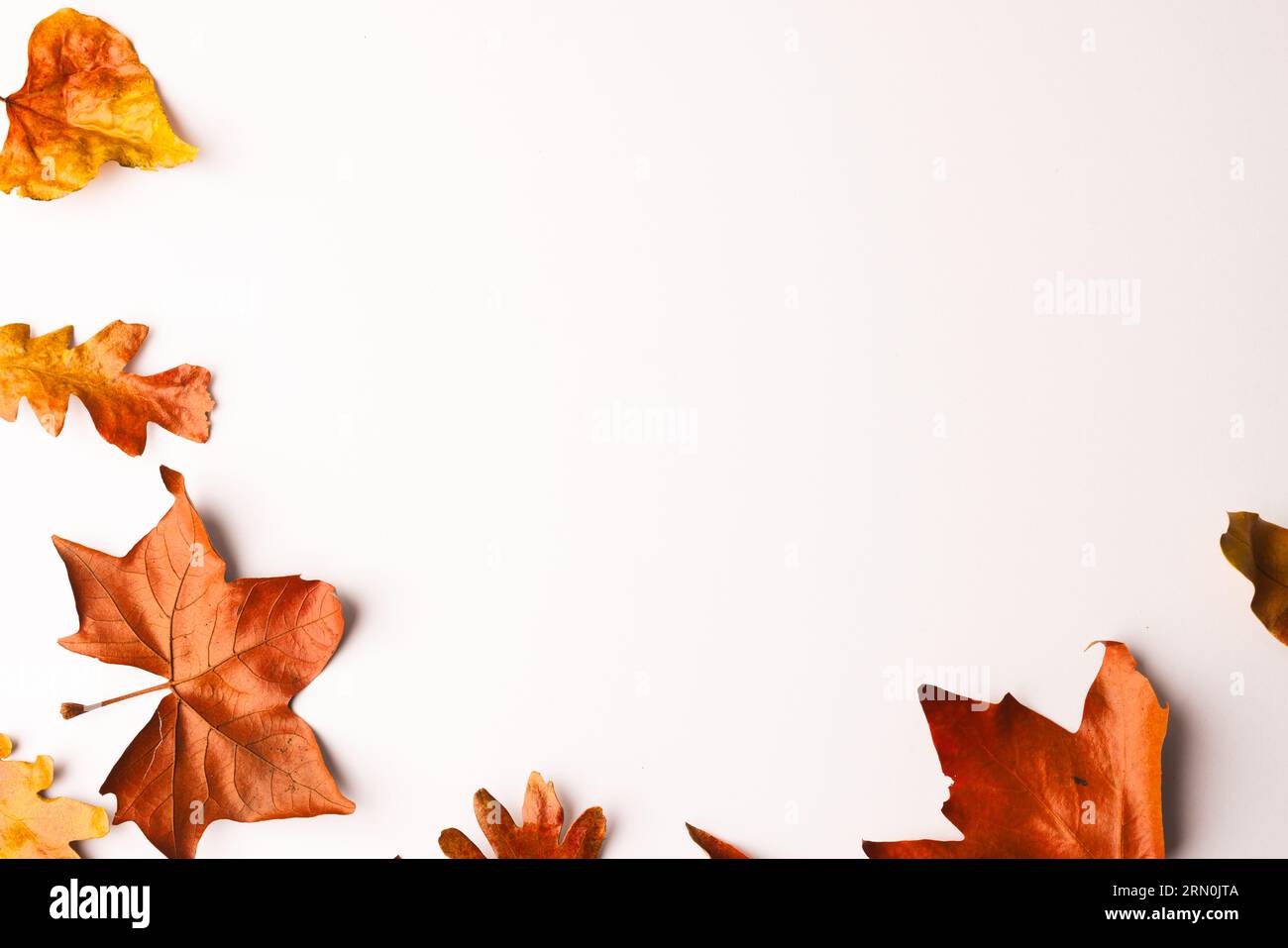 Autumn leaves with copy space on white background Stock Photo - Alamy