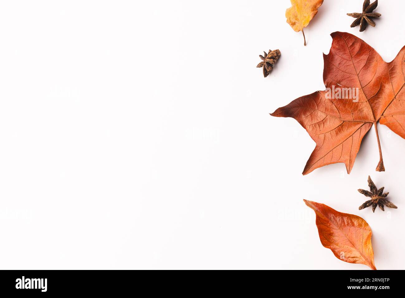 Autumn leaves and anise stars with copy space on white background Stock ...