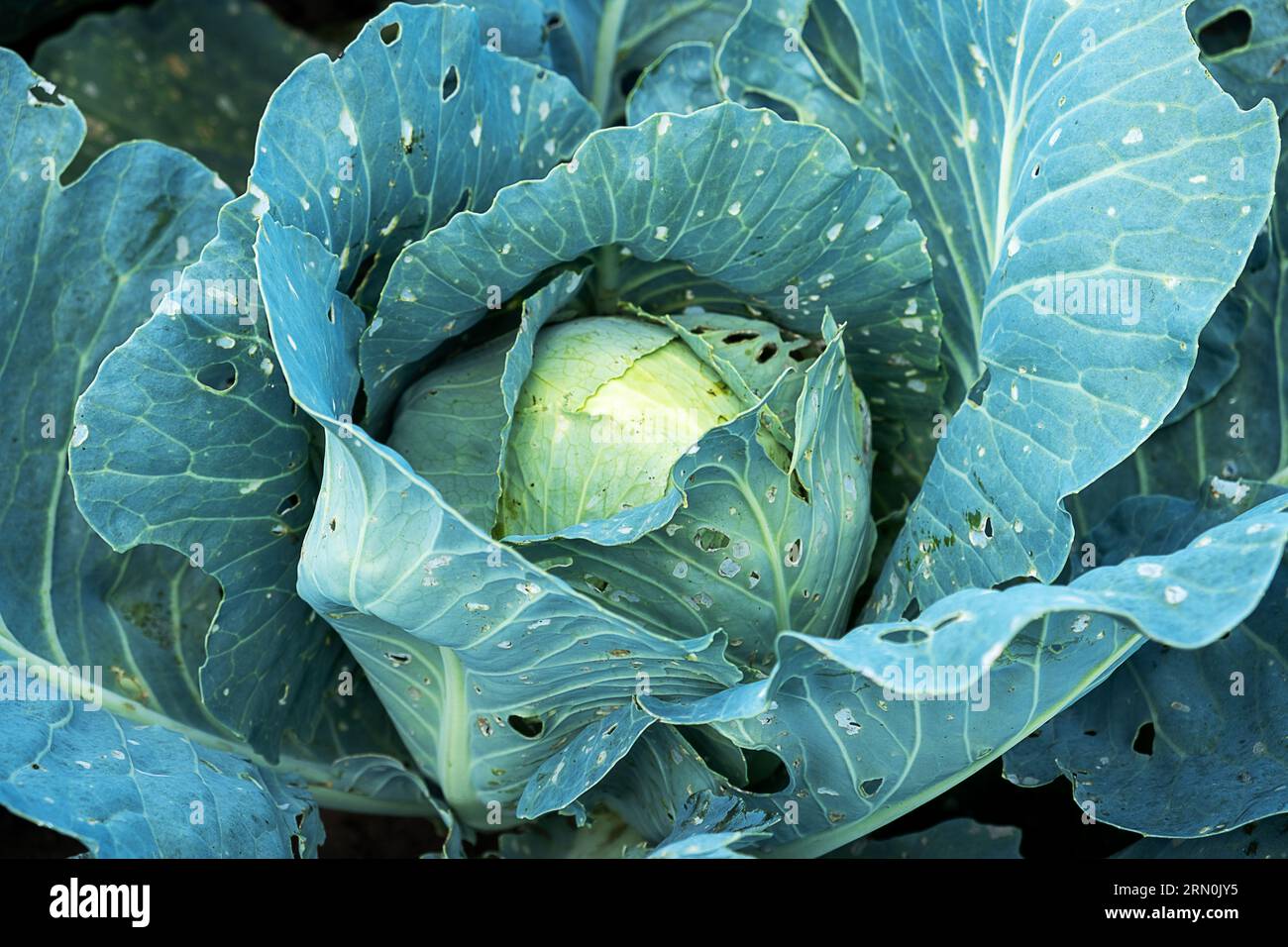 Infested bed hi-res stock photography and images - Alamy