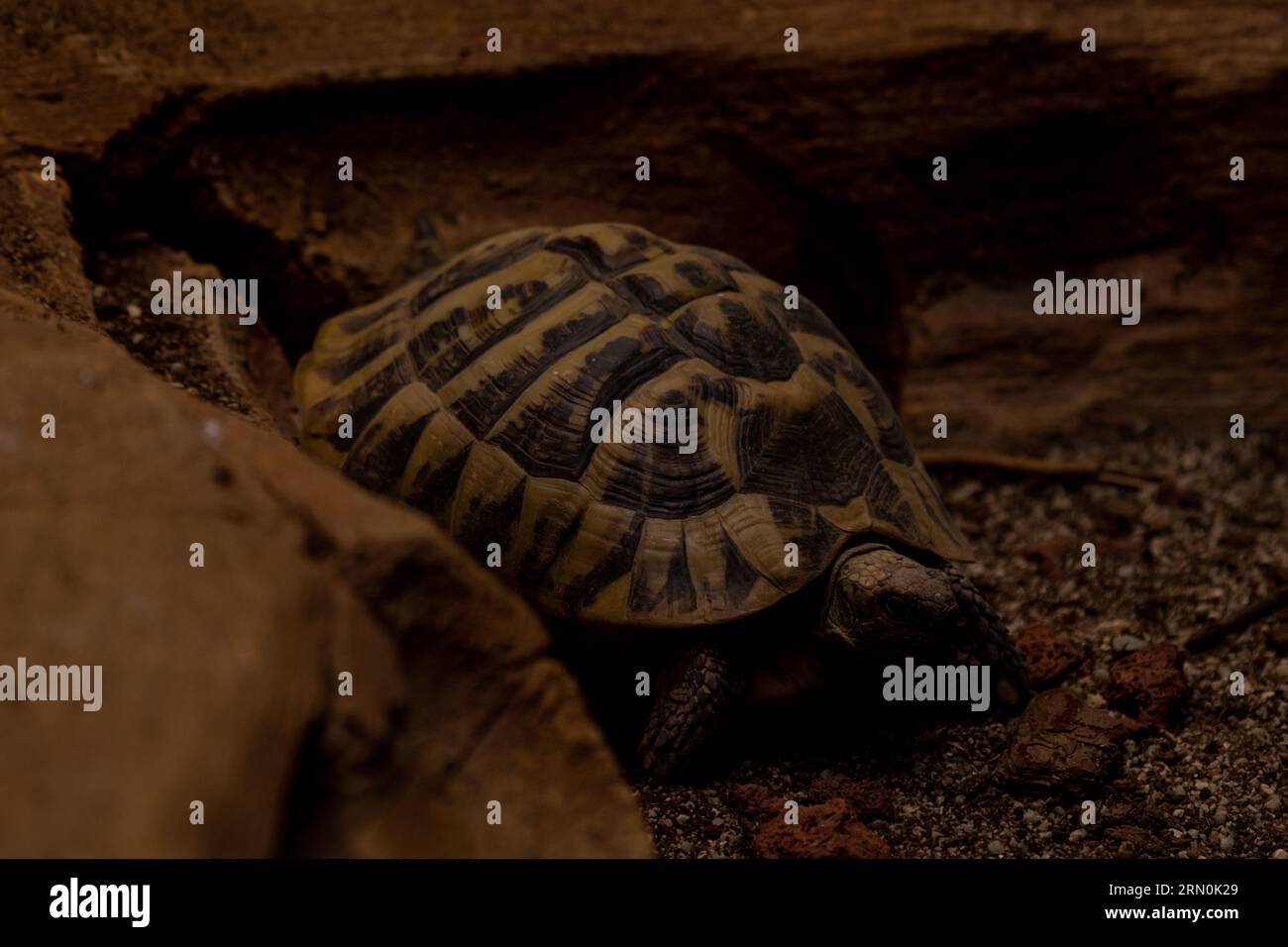 African spurred tortoise (Centrochelys sulcata), sleeping on the sand with eyes closed. Stock Photo