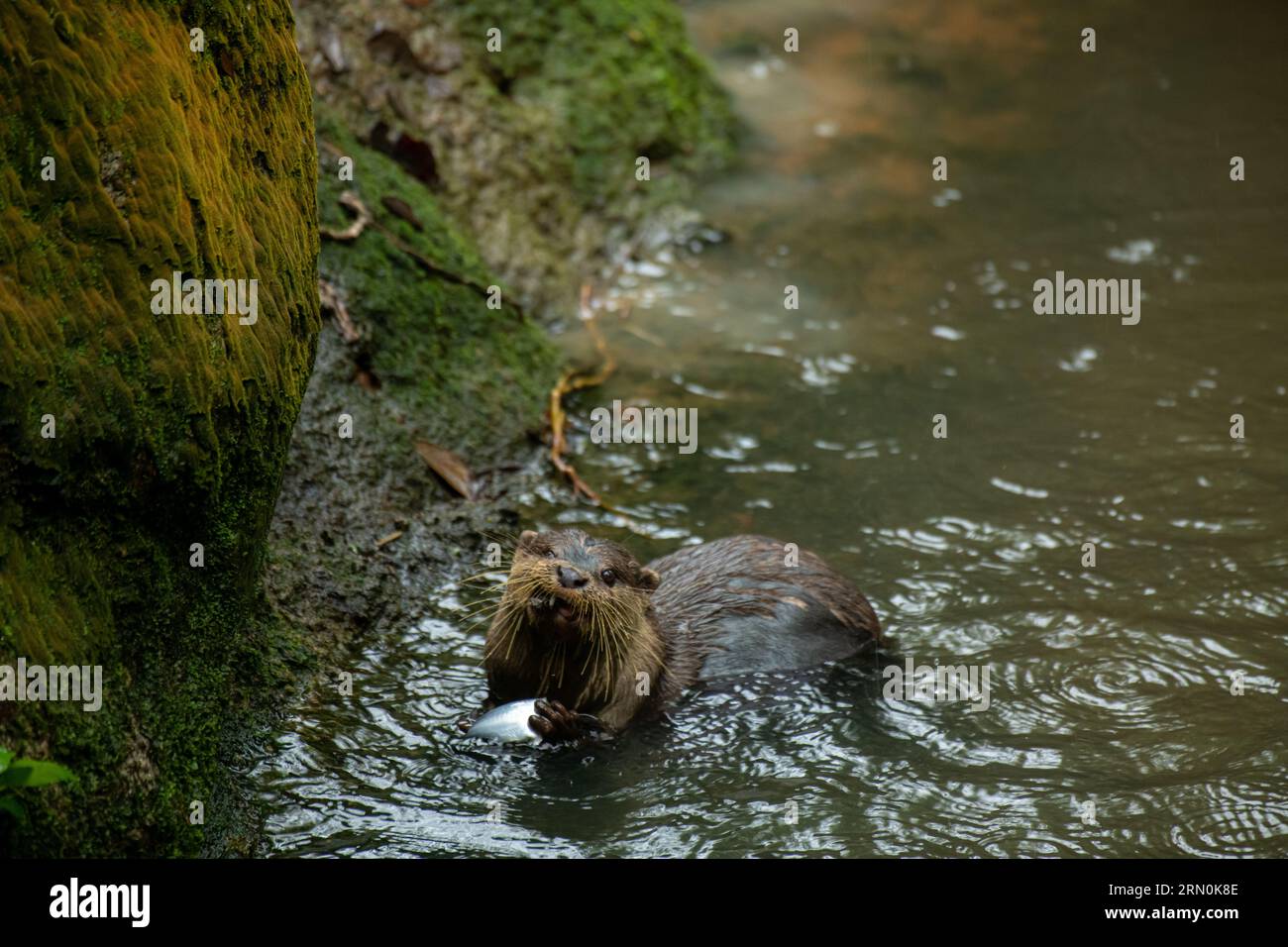 A giant otter is eating fish in his natural habitat in the river in the ... Biology Diagrams