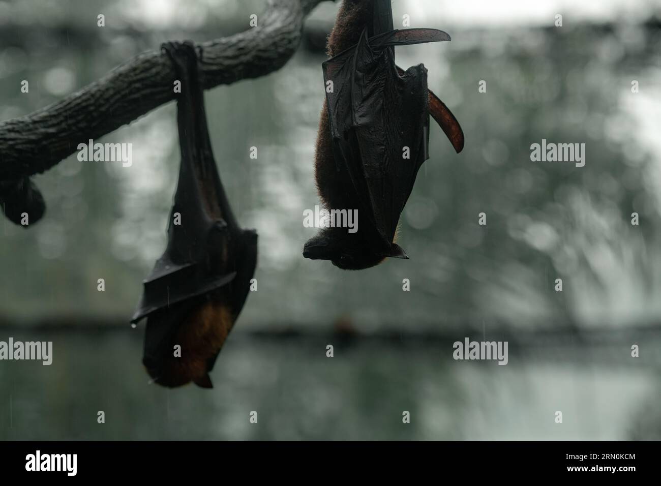 Fruit bat also known as flying fox hanging upside down on a rainy day ...