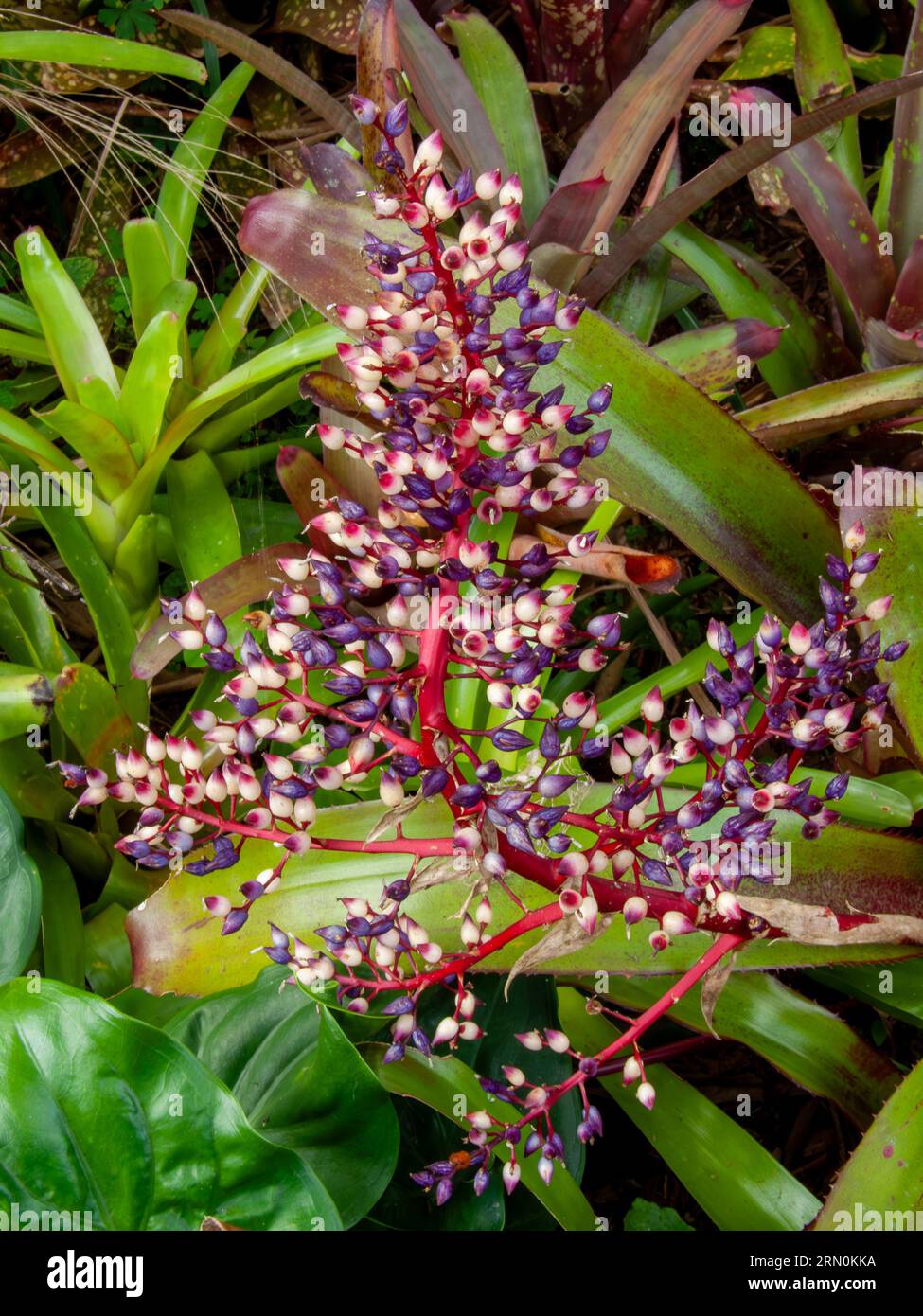 Bromeliad, Aechmea, flowering plant, Bromeliaceae family, colourful berries. cultivated, Malanda, Queensland. Stock Photo